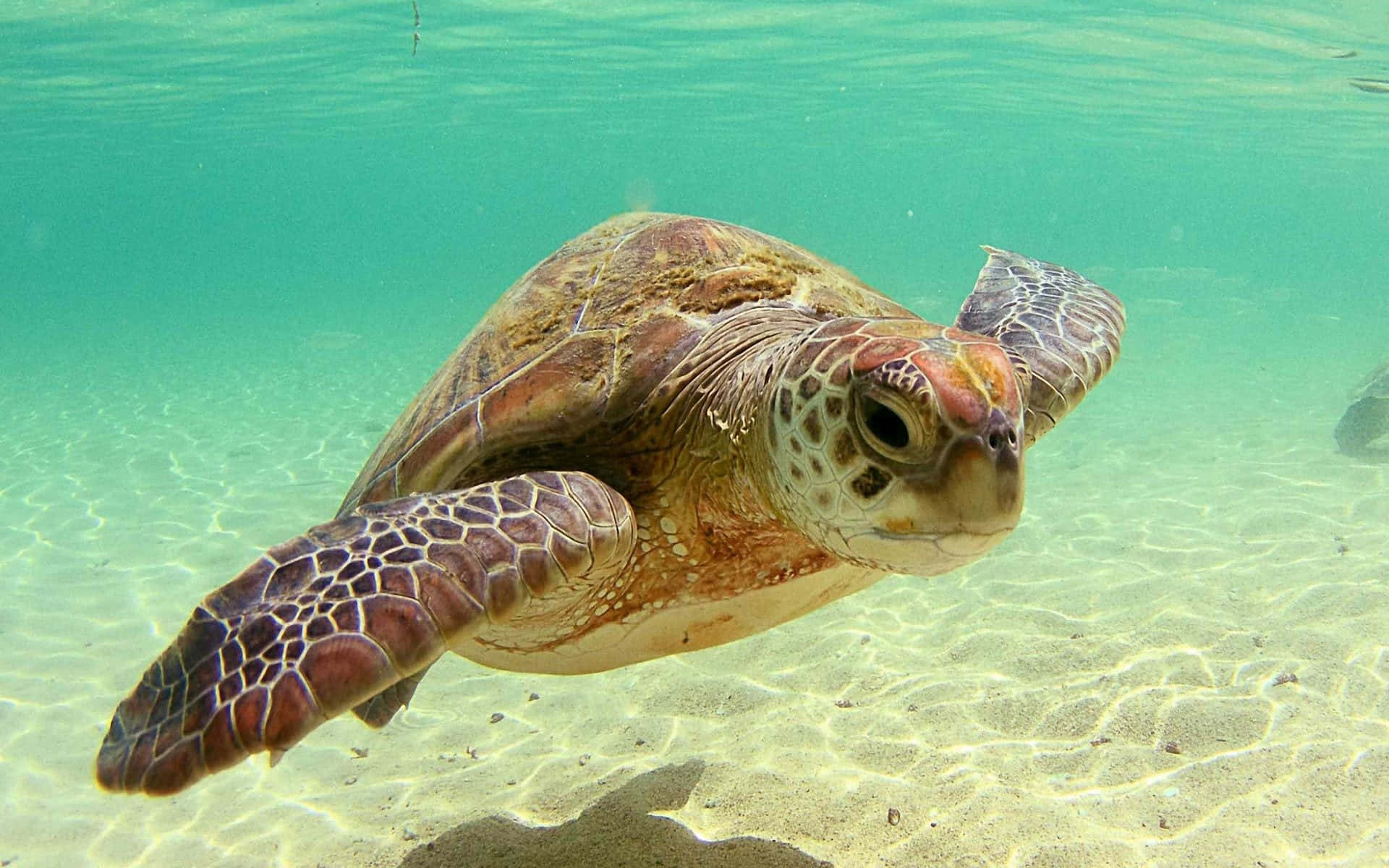 sea turtle 桌布 壁紙 — 一隻綠蠵龜在陽光照射的沙質海底上方，優雅地游過清澈的碧綠海水。