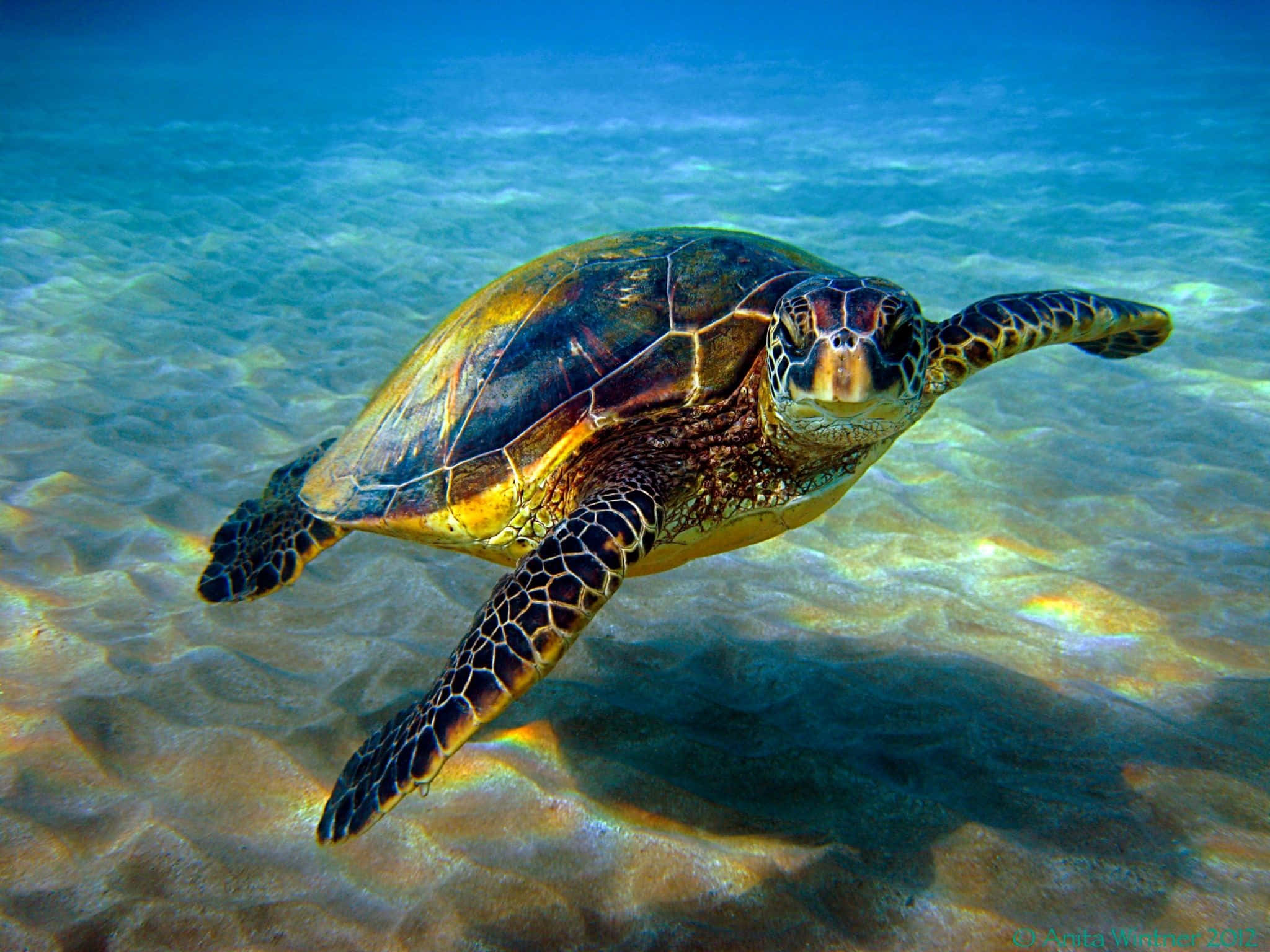 sea turtle 桌布 壁紙 — 一隻綠蠵龜在陽光照射的碧綠海水上優雅地滑過沙質海床。