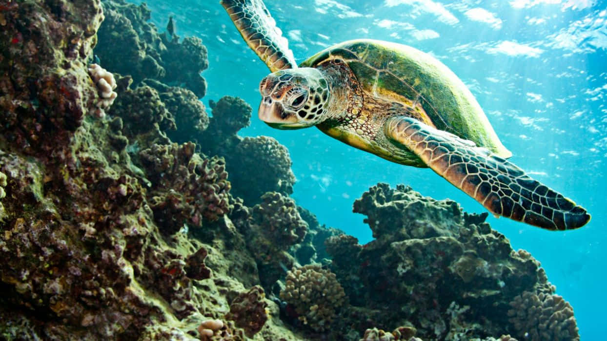 Underwater Ocean 桌布 壁紙 — 一隻綠蠵龜在陽光照射的碧綠海水中，優雅地穿梭於色彩繽紛的珊瑚礁之間。