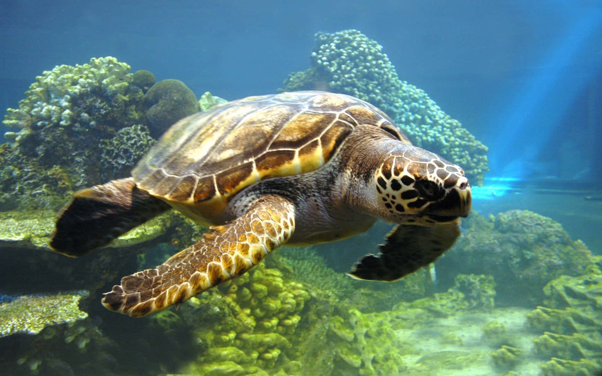 sea turtle 桌布 壁紙 — 一隻綠蠵龜在陽光照耀的藍色海水中優雅地穿梭於色彩繽紛的珊瑚礁之間。