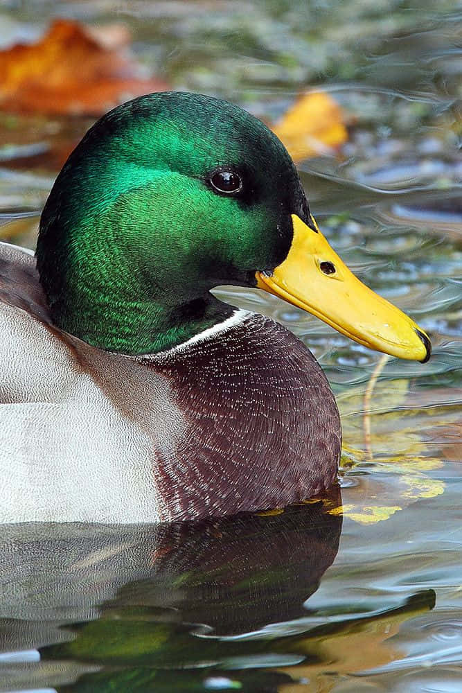 Mallard Duck 桌布 壁紙 — 一隻綠頭鴨，帶有虹彩綠色頭部和黃色喙，平靜地漂浮在漣漪的水面上，周圍環繞著秋葉。