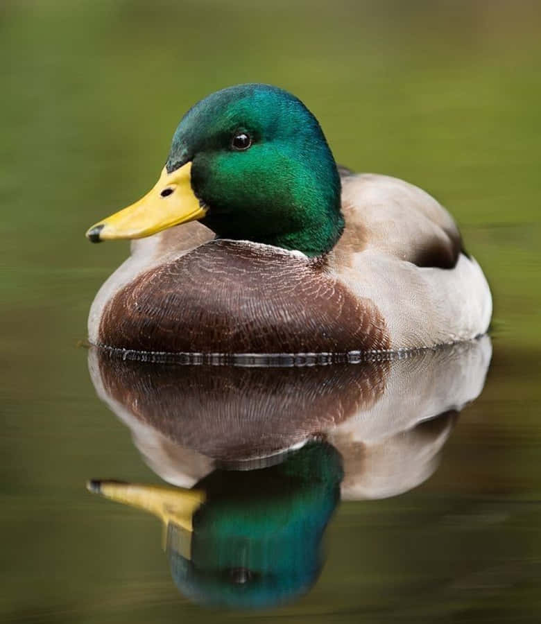 Mallard Duck 桌布 壁紙 — 一隻綠頭鴨，擁有虹彩般的綠色頭部和黃色喙，平靜地漂浮在平靜的水面上，其倒影完美地映照在下。