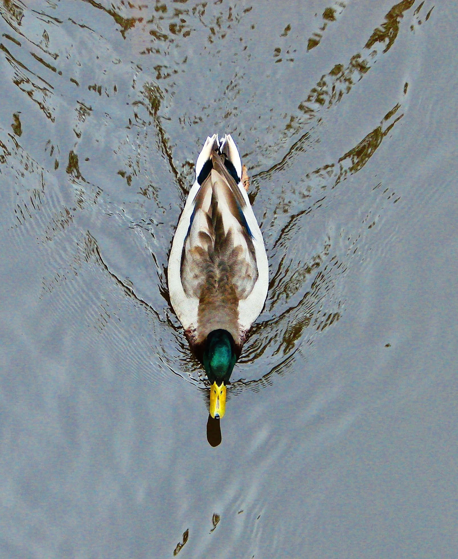 Mallard Duck 桌布 壁紙 — 一隻綠頭鴨從正上方觀看，優雅地游過平靜的水面。