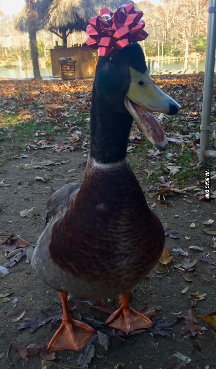 Mallard Duck 桌布 壁紙 — 一隻綠頭鴨驕傲地站在秋天的落葉中，頭上戴著一個鮮紅色的蝴蝶結。