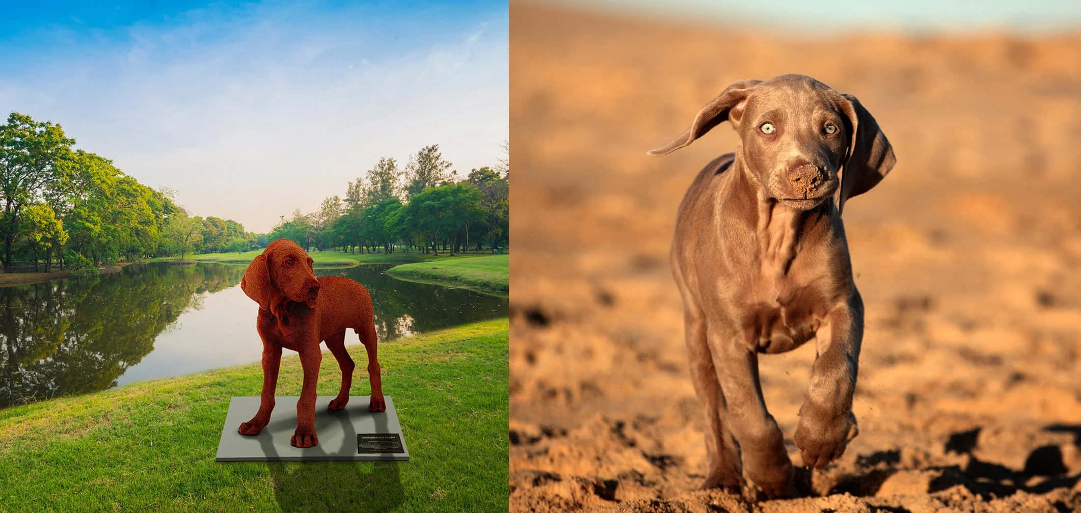Weimaraner 桌布 壁紙 — 一隻維茲拉犬的青銅雕像站在池塘邊的草地上，而一隻真正的維茲拉幼犬在沙地上向鏡頭跑來。