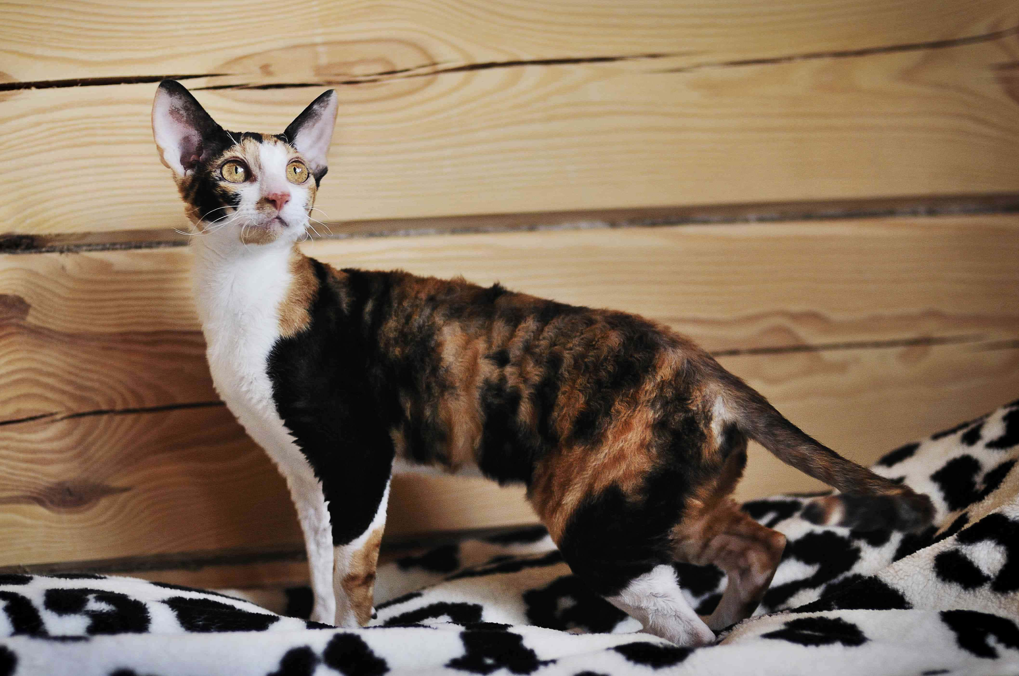 Devon Rex 桌布 壁紙 — 一隻線條流暢的三色貓，擁有引人注目的黃色眼睛，警覺地站在黑白斑點毯子上，背景是溫暖的木牆。