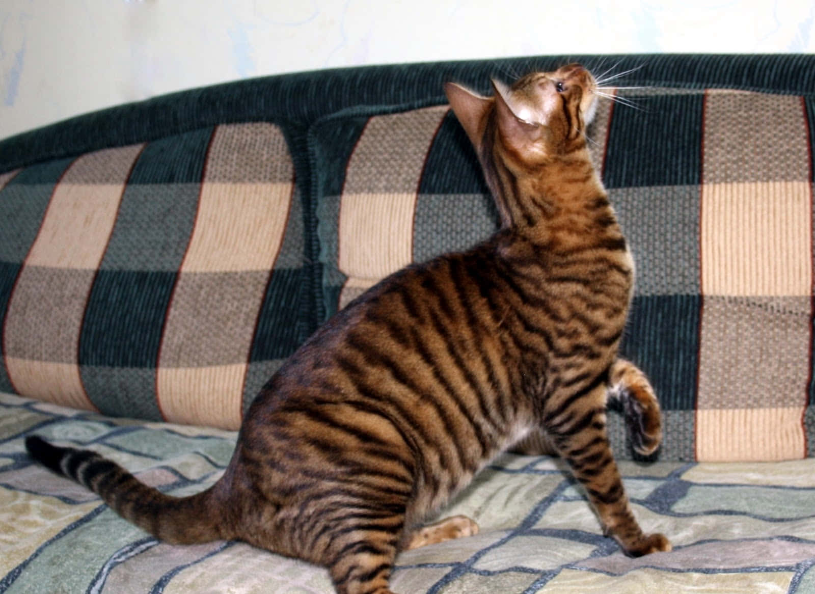 Toyger 桌布 壁紙 — 一隻線條流暢的孟加拉貓，帶有引人注目的雲石紋毛皮，警覺地坐在格子沙發上，好奇地抬起頭。