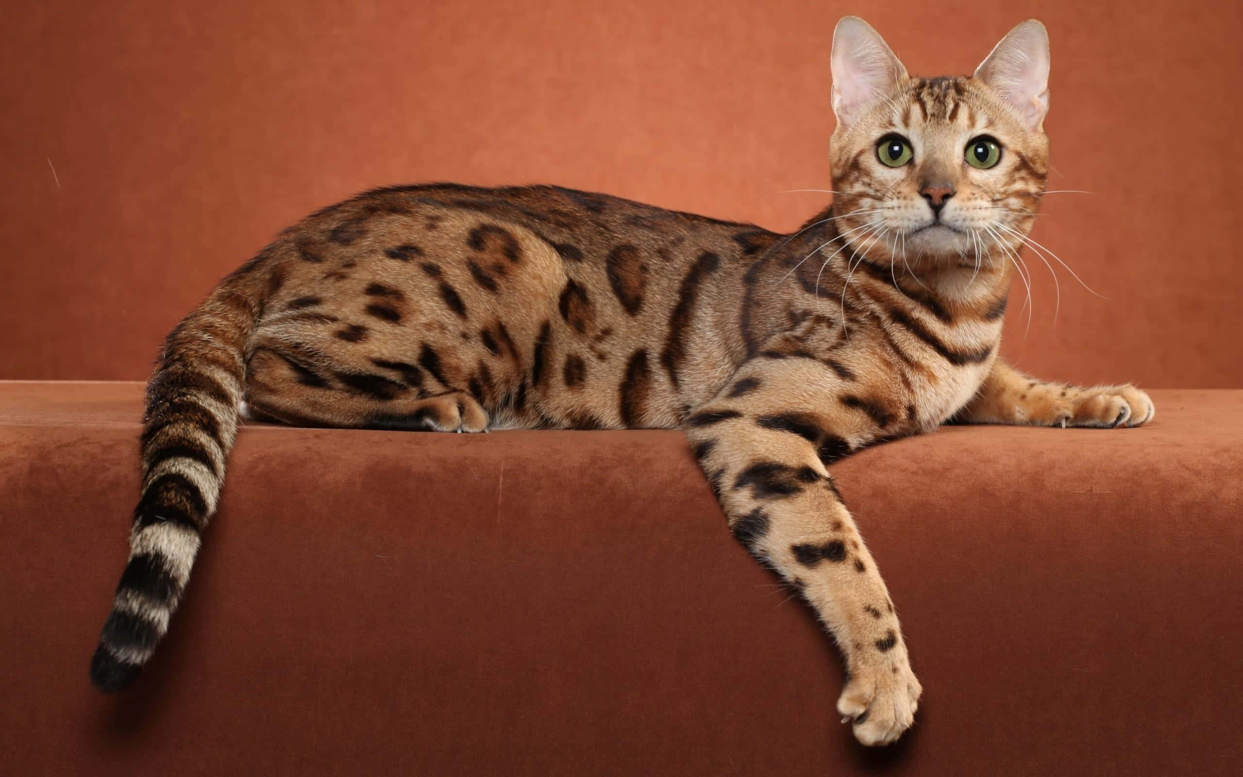Ocicat 桌布 壁紙 — 一隻線條流暢的孟加拉貓，帶有引人注目的斑點皮毛，優雅地躺在一張與背景相配的濃郁棕色天鵝絨表面上。