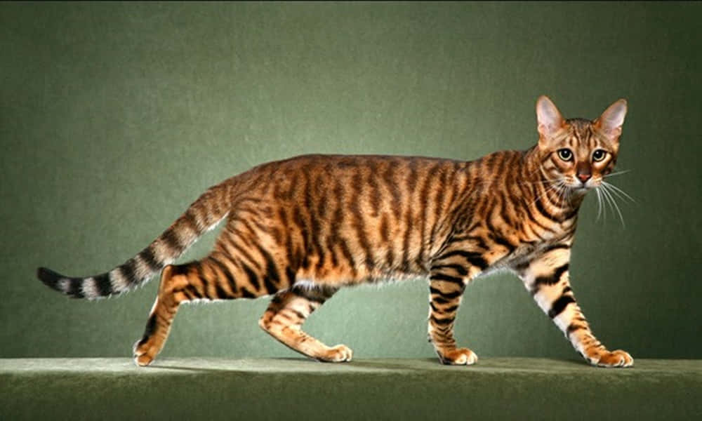 Toyger 桌布 壁紙 — 一隻線條流暢的孟加拉貓，帶有引人注目的金棕色玫瑰花紋，在柔和的綠色背景下自信地行走。