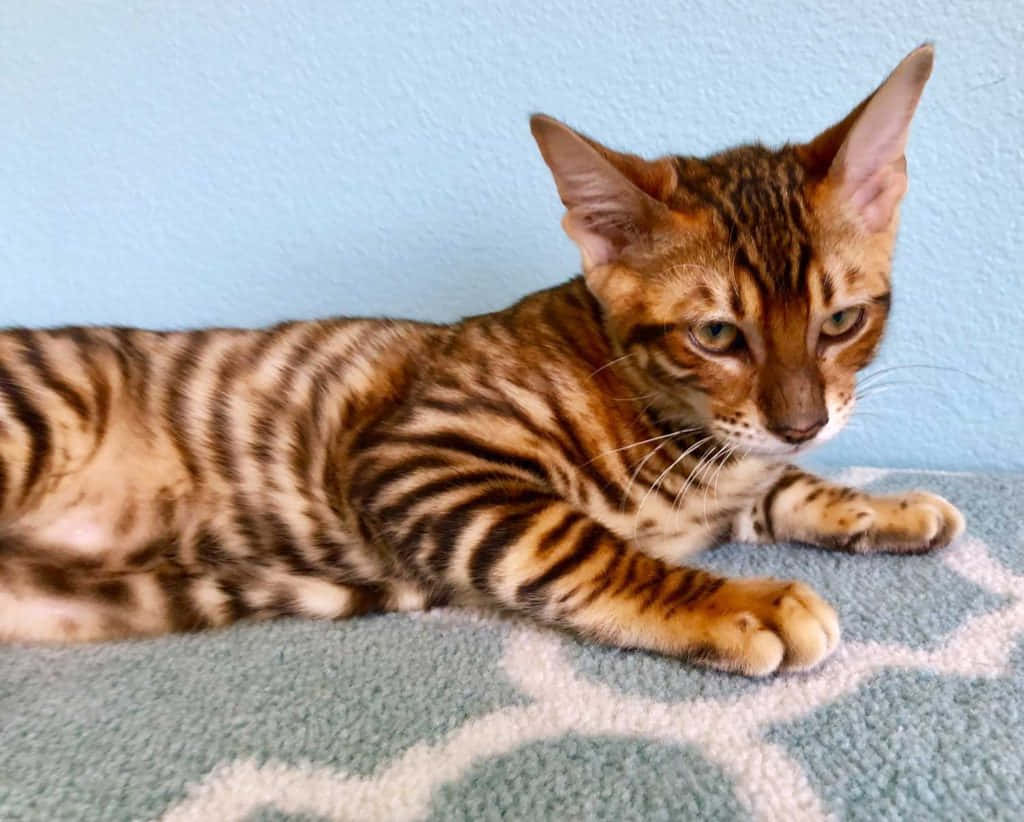 Toyger 桌布 壁紙 — 一隻線條流暢的孟加拉貓，帶有引人注目的金色玫瑰花紋，優雅地躺在藍綠色圖案地毯上，背景是柔和的藍色牆壁。