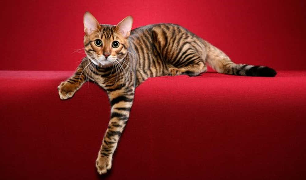 Toyger 桌布 壁紙 — 一隻線條流暢的孟加拉貓，帶有引人注目的斑點皮毛，優雅地躺臥在濃郁的紅色天鵝絨表面上。
