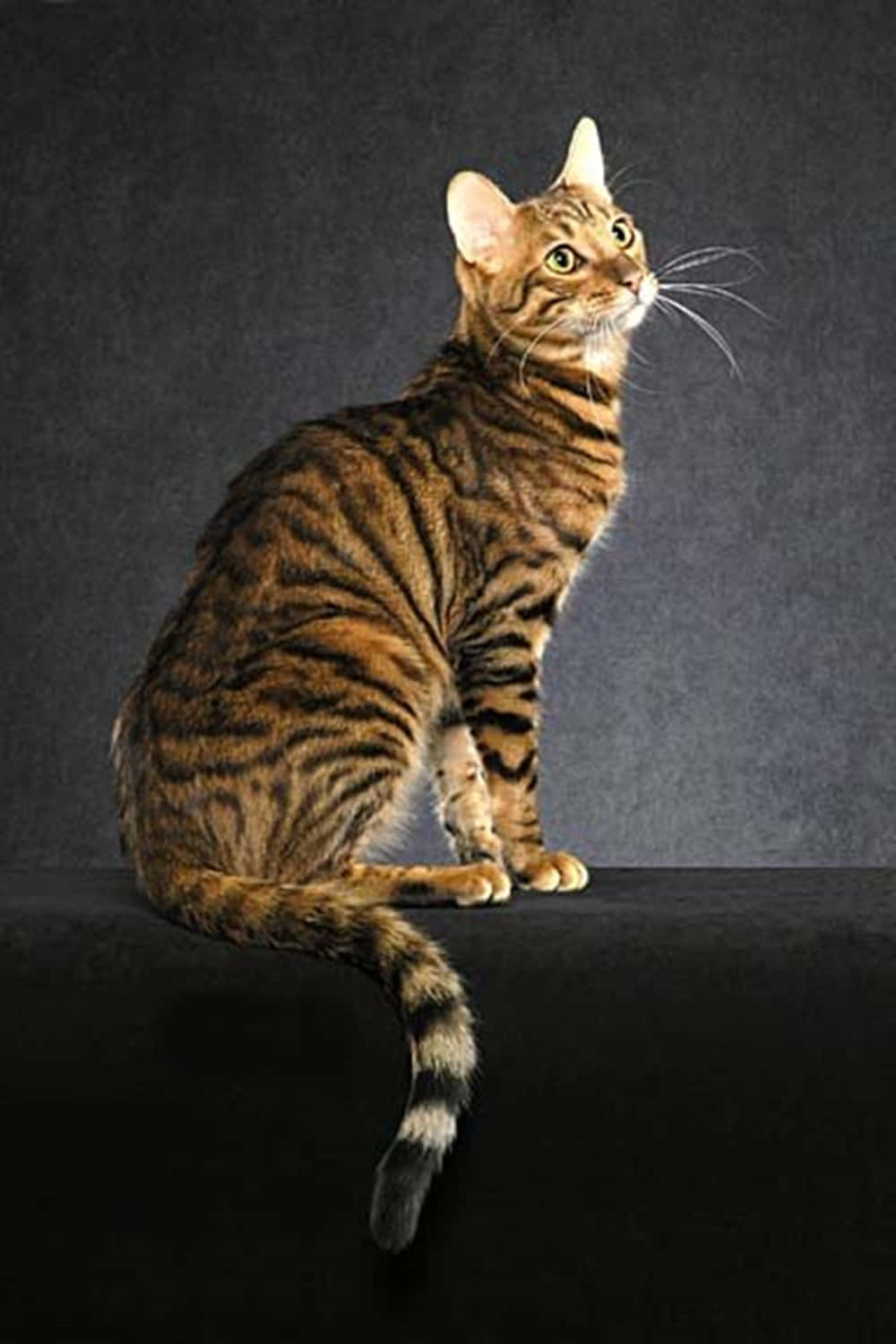 Toyger 桌布 壁紙 — 一隻線條流暢的孟加拉貓，帶有醒目的棕色和黑色斑點，警覺地坐在黑色表面上，背景為深灰色。