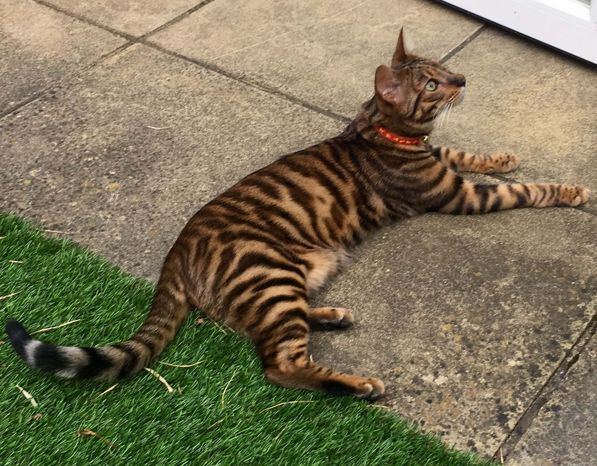 Toyger 桌布 壁紙 — 一隻線條流暢的孟加拉貓，擁有引人注目的大理石紋毛皮，躺在人造草地上，旁邊是石鋪路，警覺的綠色眼睛向上凝視。