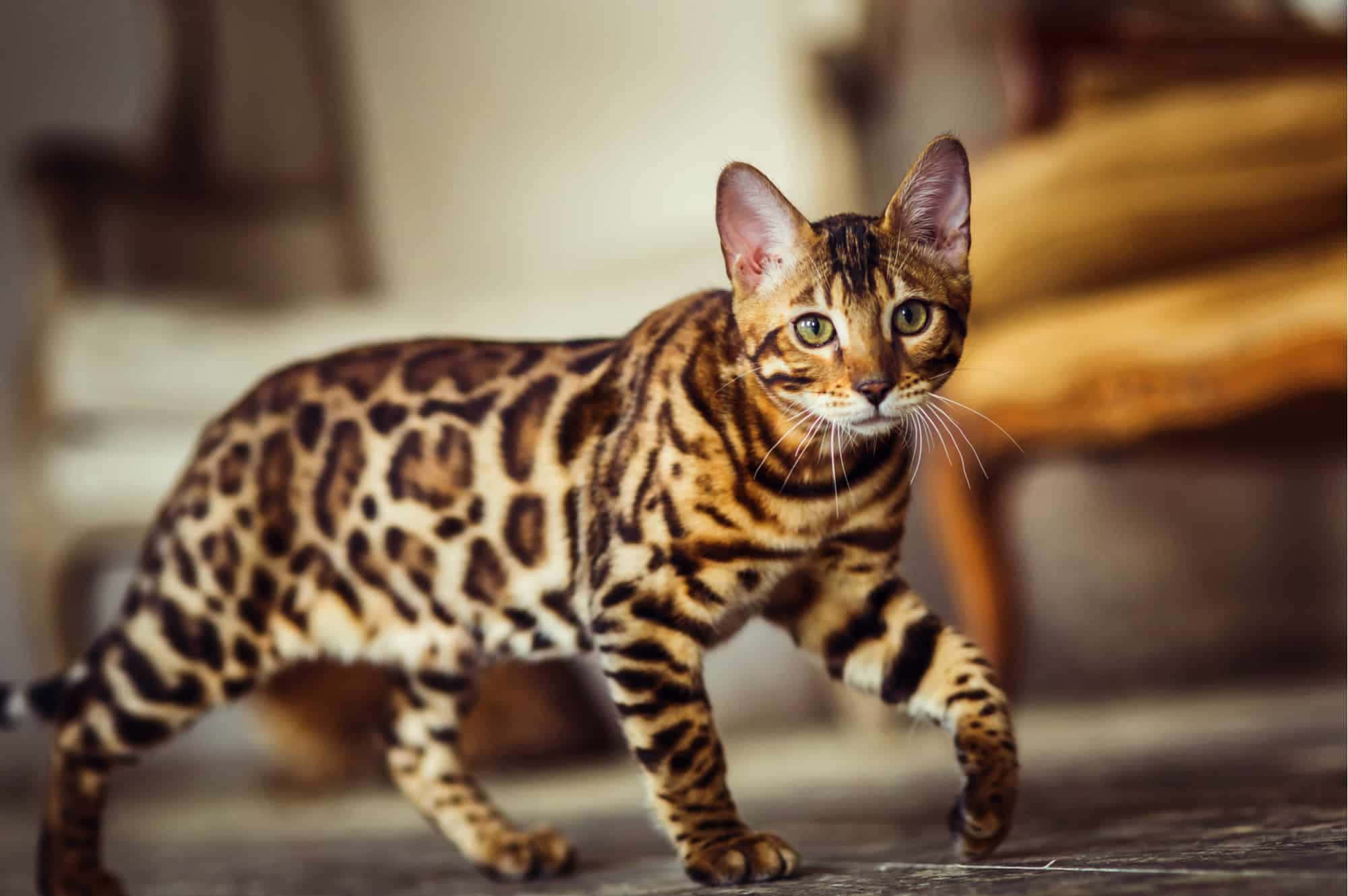 Beautiful Cats 桌布 壁紙 — 一隻線條流暢的孟加拉貓，擁有金色眼睛和斑點皮毛，在溫暖照明的房間裡自信地走過木地板。