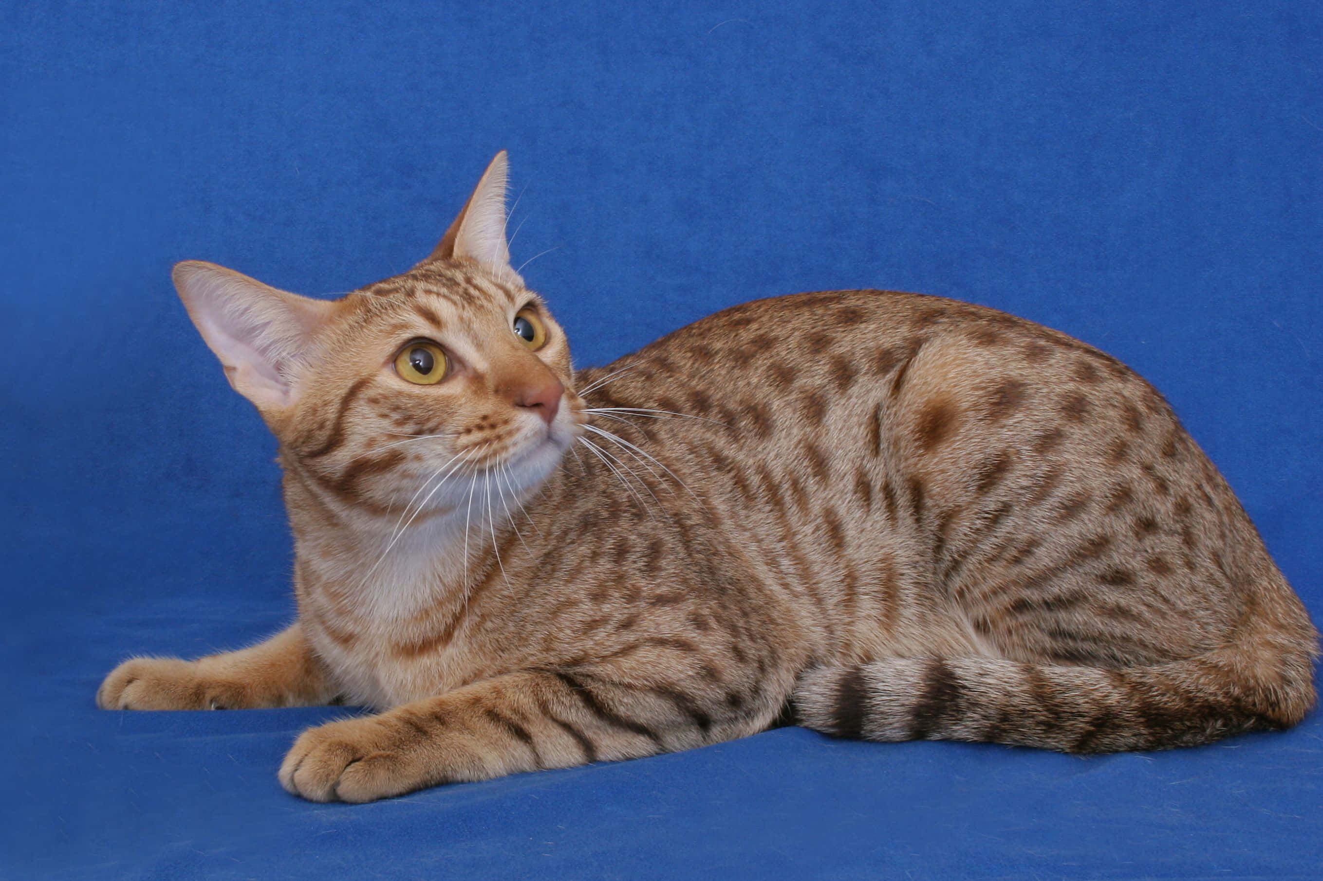 Ocicat 桌布 壁紙 — 一隻線條流暢的斑點貓，琥珀色眼睛，在純藍色背景上優雅地躺臥。