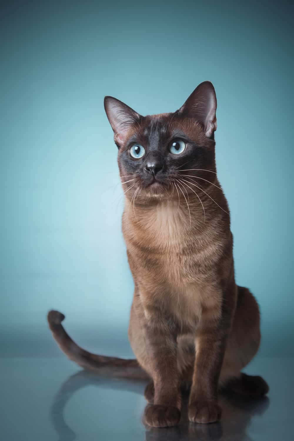 Tonkinese 桌布 壁紙 — 一隻線條流暢的暹羅貓，擁有引人注目的藍色眼睛，在柔和的青綠色工作室背景下優雅地坐著。