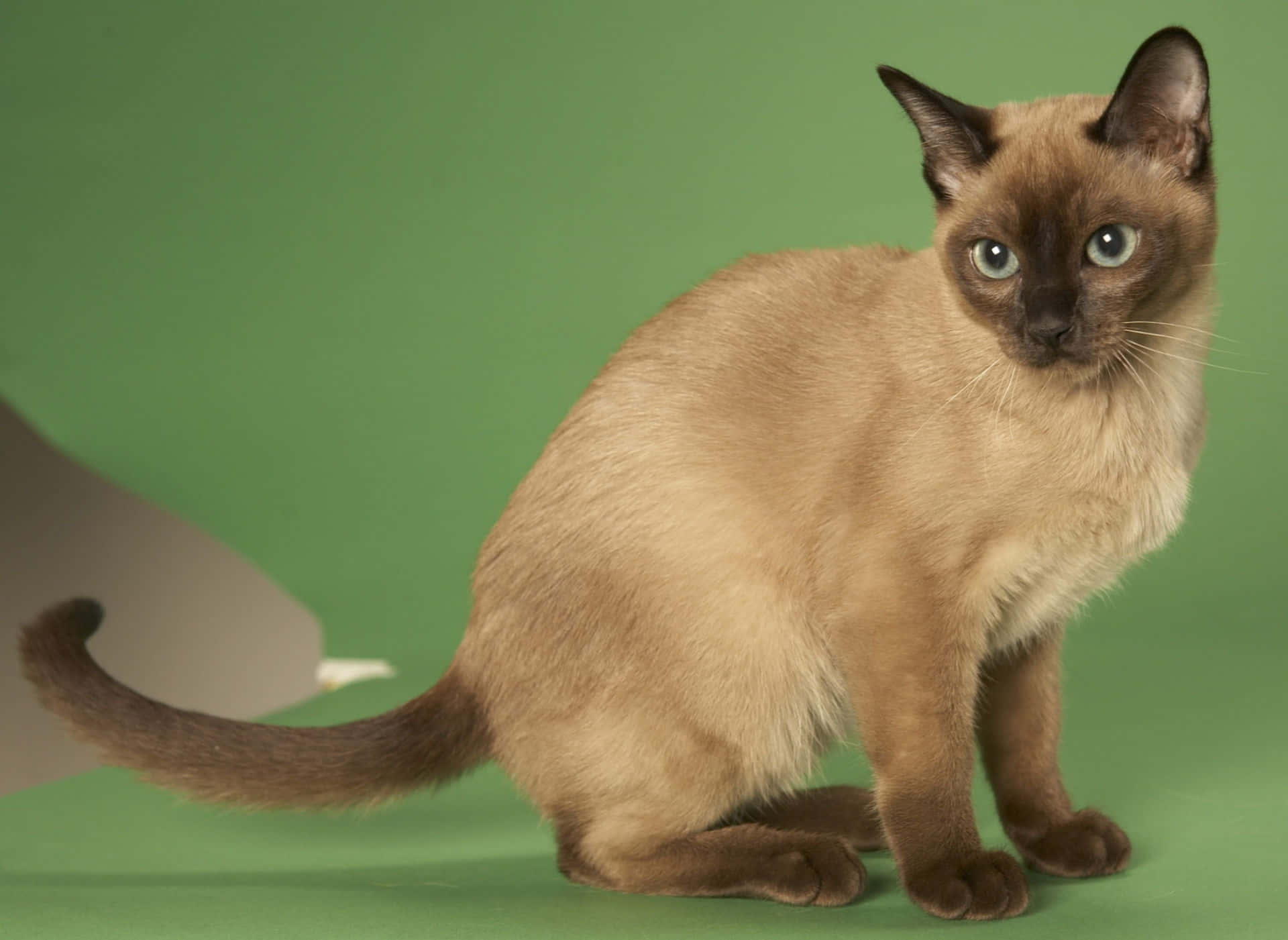 Tonkinese 桌布 壁紙 — 一隻線條流暢的暹羅貓，擁有引人注目的藍色眼睛，在純綠色工作室背景前優雅地坐著。