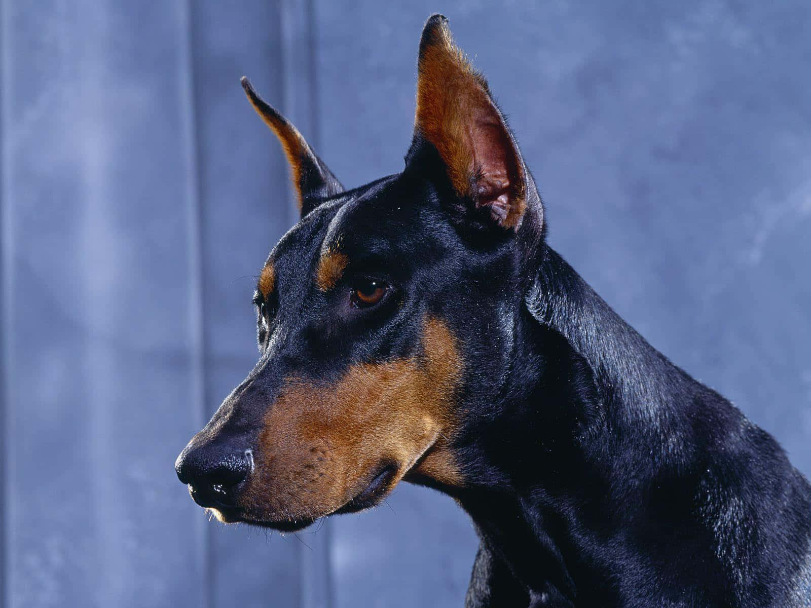 Doberman 桌布 壁紙 — 一隻線條流暢的杜賓犬，擁有黑色和棕褐色毛髮，在清涼的藍色紋理背景前凝視著。