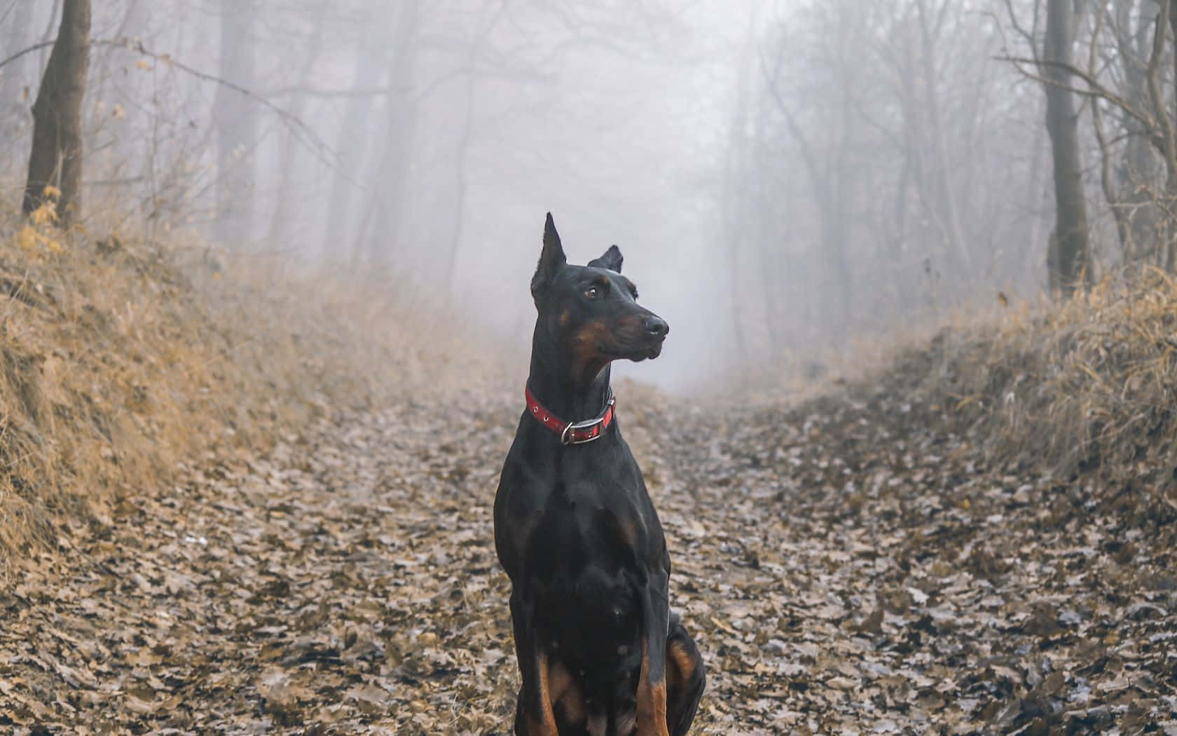Leaves 桌布 壁紙 — 一隻線條流暢的杜賓犬警覺地坐在鋪滿落葉的森林小徑上，籠罩在迷霧的秋霧中。