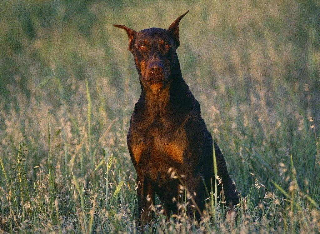 Big Dog 桌布 壁紙 — 一隻線條流暢的杜賓犬警覺地坐在高草叢中，沐浴在溫暖的金色陽光下。