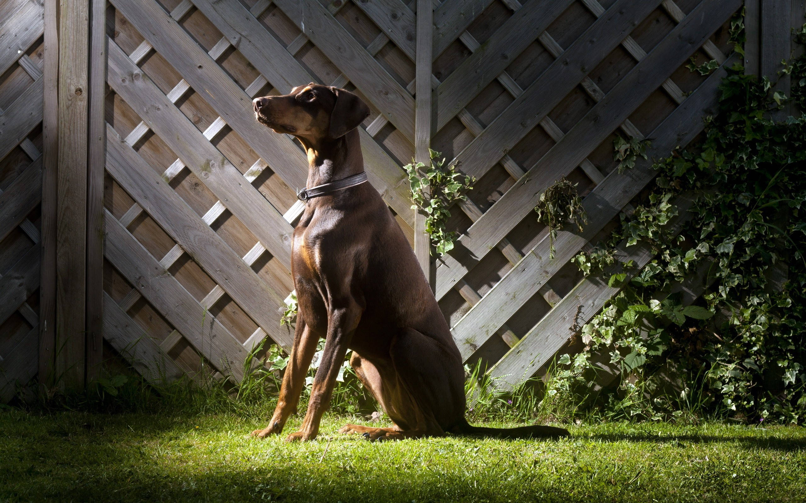 Doberman 桌布 壁紙 — 一隻線條流暢的棕色狗警覺地坐在草地上，上方是沐浴在斑駁陽光下的木格柵籬笆。