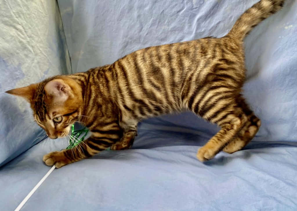 Toyger 桌布 壁紙 — 一隻線條流暢的棕色虎斑貓，帶有鮮明的條紋，警覺地蹲伏在柔軟的藍色布料上，爪子靠近一個綠色繩子玩具。