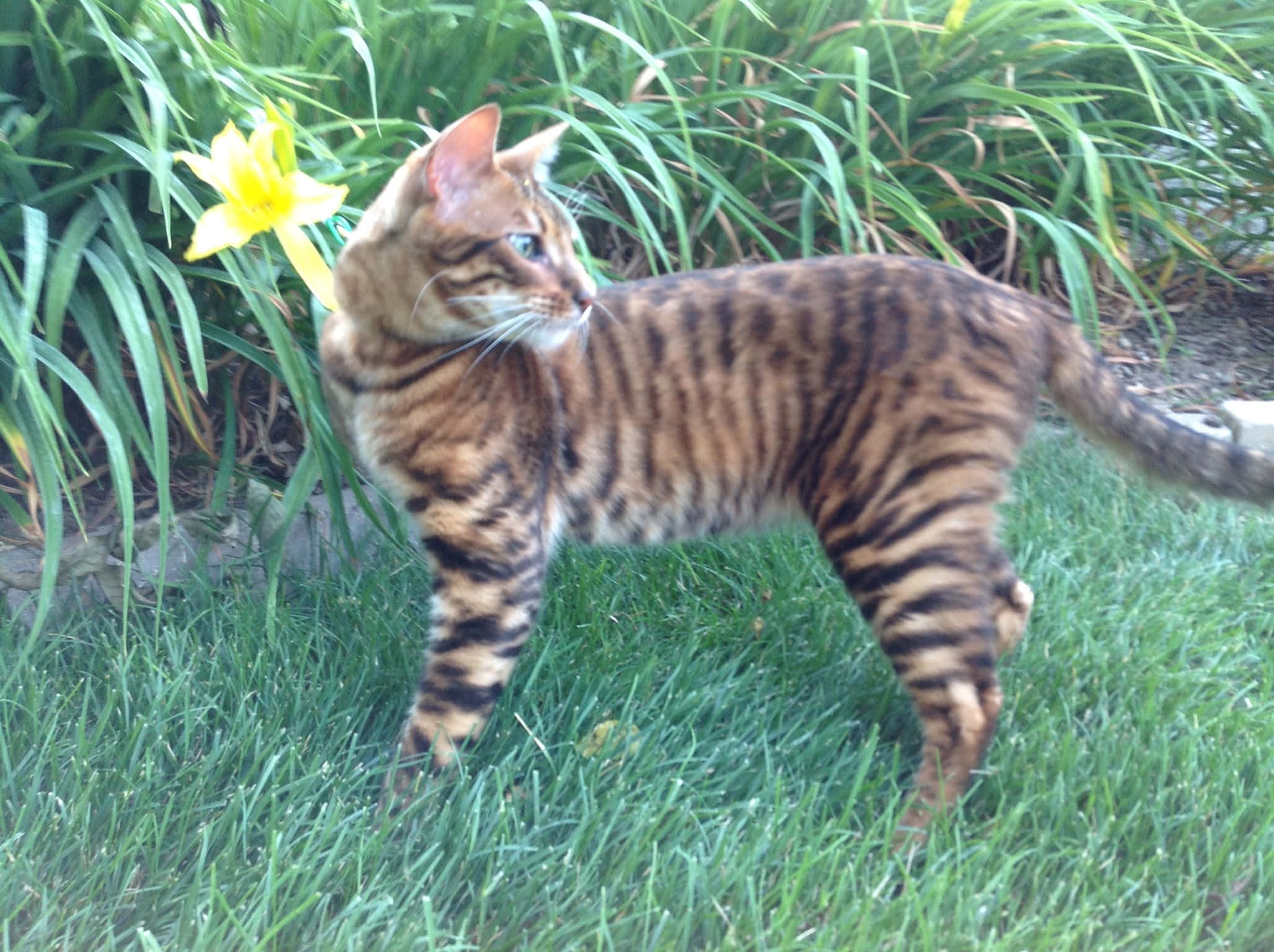 Toyger 桌布 壁紙 — 一隻線條流暢的棕色虎斑貓，擁有引人注目的藍色眼睛，在鮮綠色草地上優雅地走過，旁邊是一朵亮黃色的花。