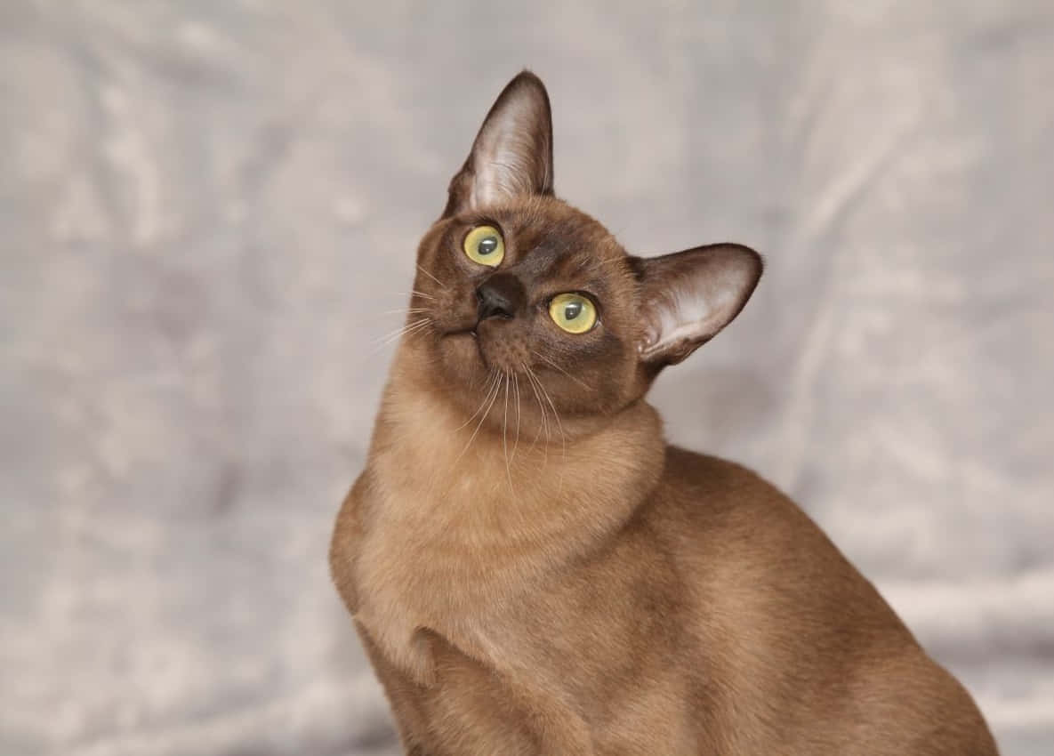 Burmese Cat 桌布 壁紙 — 一隻線條流暢的棕色貓咪，擁有引人注目的綠色眼睛，在柔和的灰色紋理背景前向上凝視。