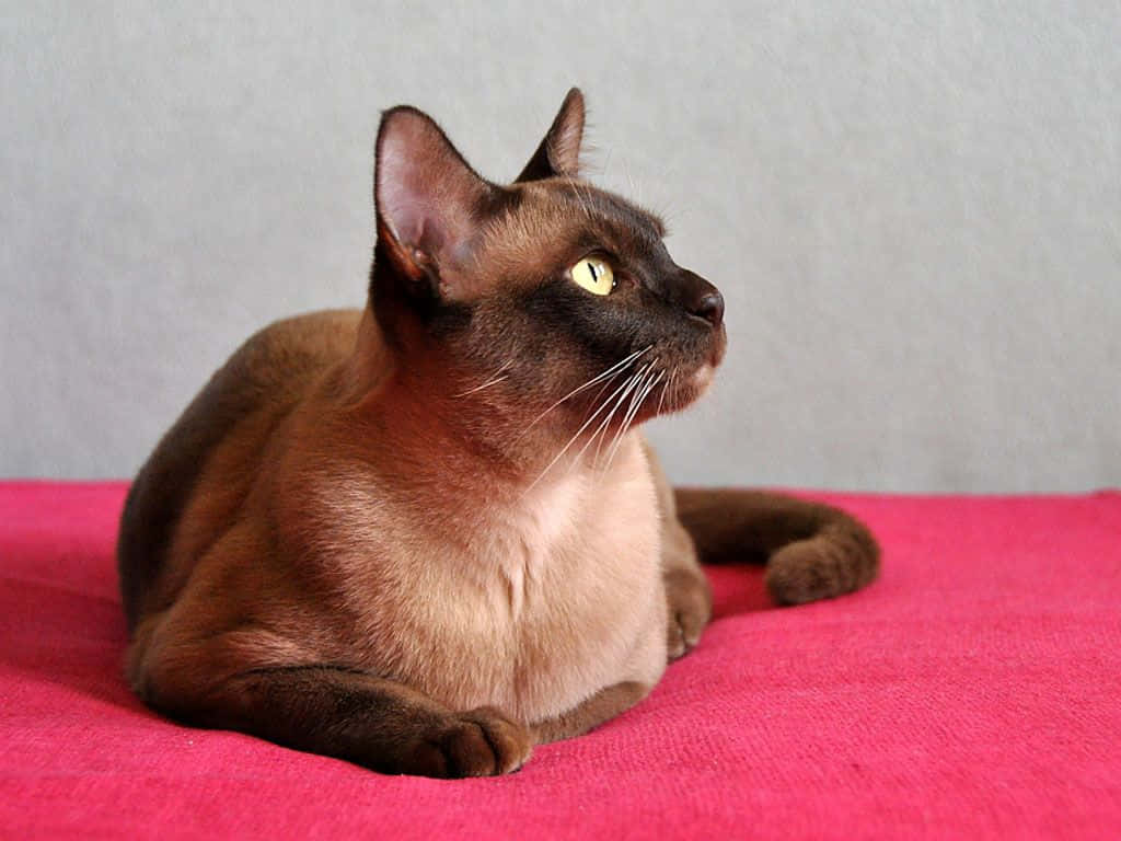 Burmese Cat 桌布 壁紙 — 一隻線條流暢的棕色貓咪，擁有引人注目的黃色眼睛，優雅地躺在一塊鮮豔的粉紅色布料上，背景是柔和的灰色。