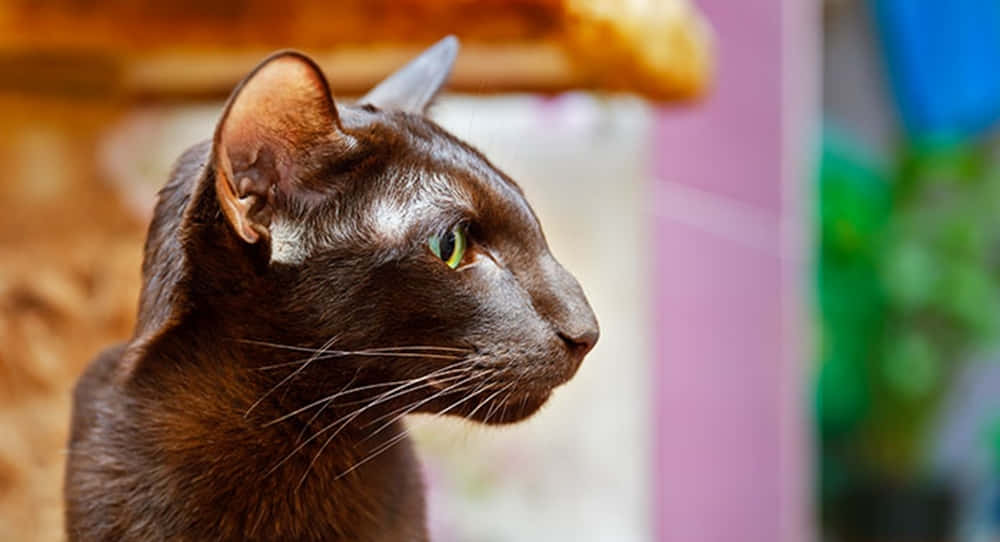 Havana Brown Cat 桌布 壁紙 — 一隻線條流暢的棕色貓咪特寫，擁有引人注目的綠色眼睛，若有所思地望向一旁。