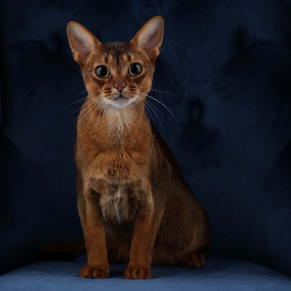 Abyssinian 桌布 壁紙 — 一隻線條流暢的棕色阿比西尼亞貓，耳朵大、眼睛明亮，端坐在藍色天鵝絨靠墊上，背景為深色簇絨質感。