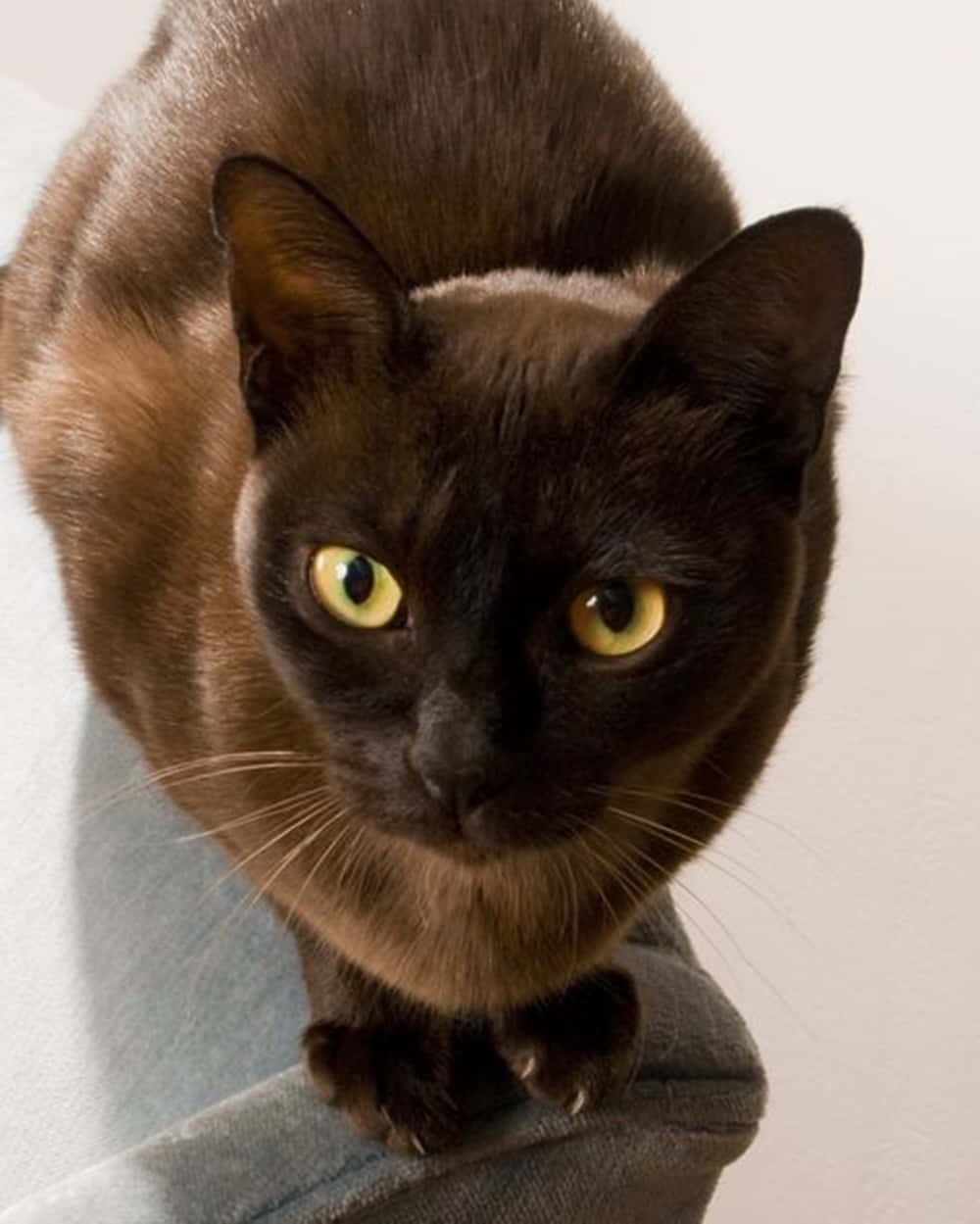 Havana Brown Cat 桌布 壁紙 — 一隻線條流暢的深棕色貓咪，擁有引人注目的黃色眼睛，在白色牆壁前的牛仔布表面上專注地凝視。