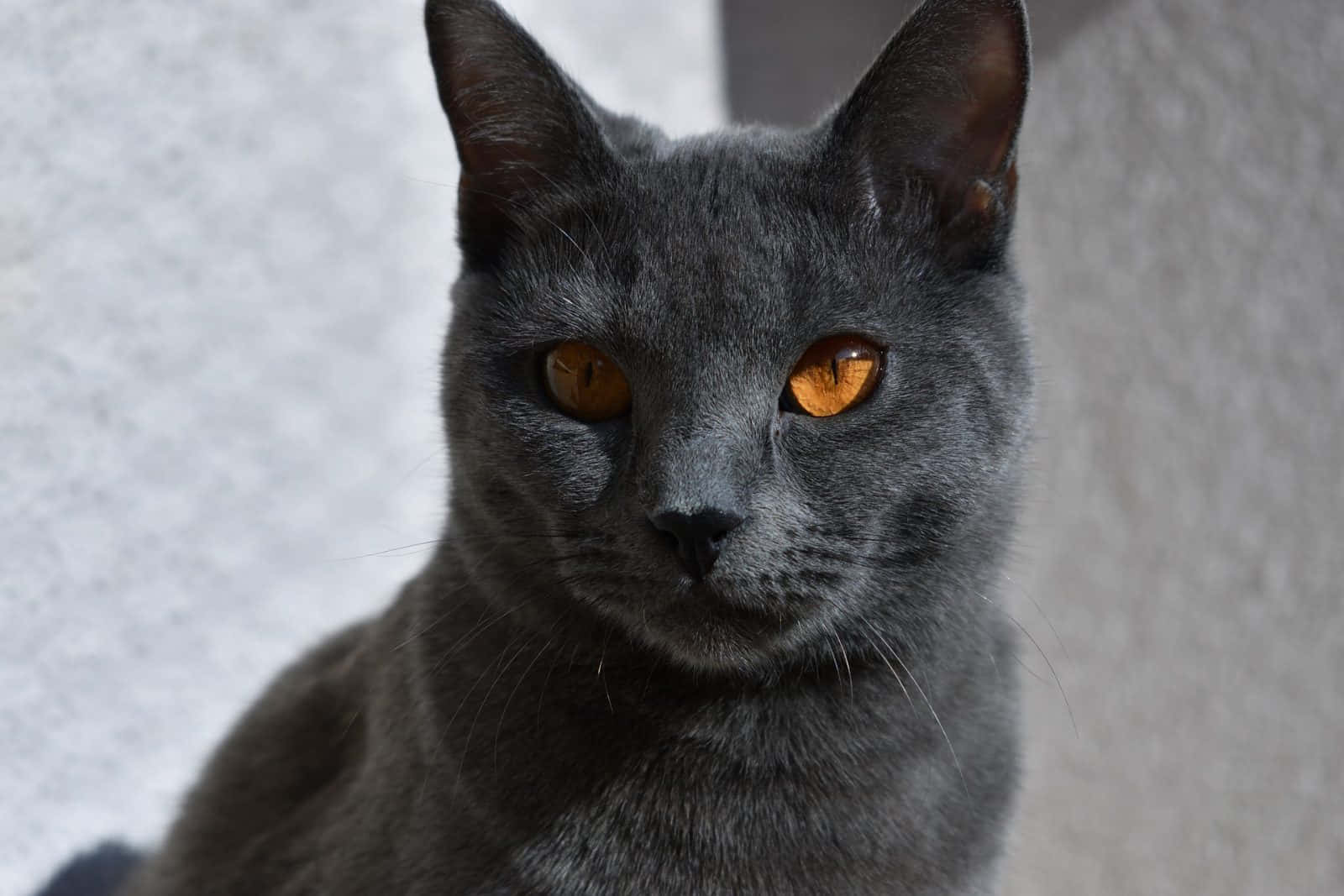 Chartreux 桌布 壁紙 — 一隻線條流暢的灰色貓咪，擁有引人注目的琥珀色眼睛，在柔軟有紋理的背景前凝視著。