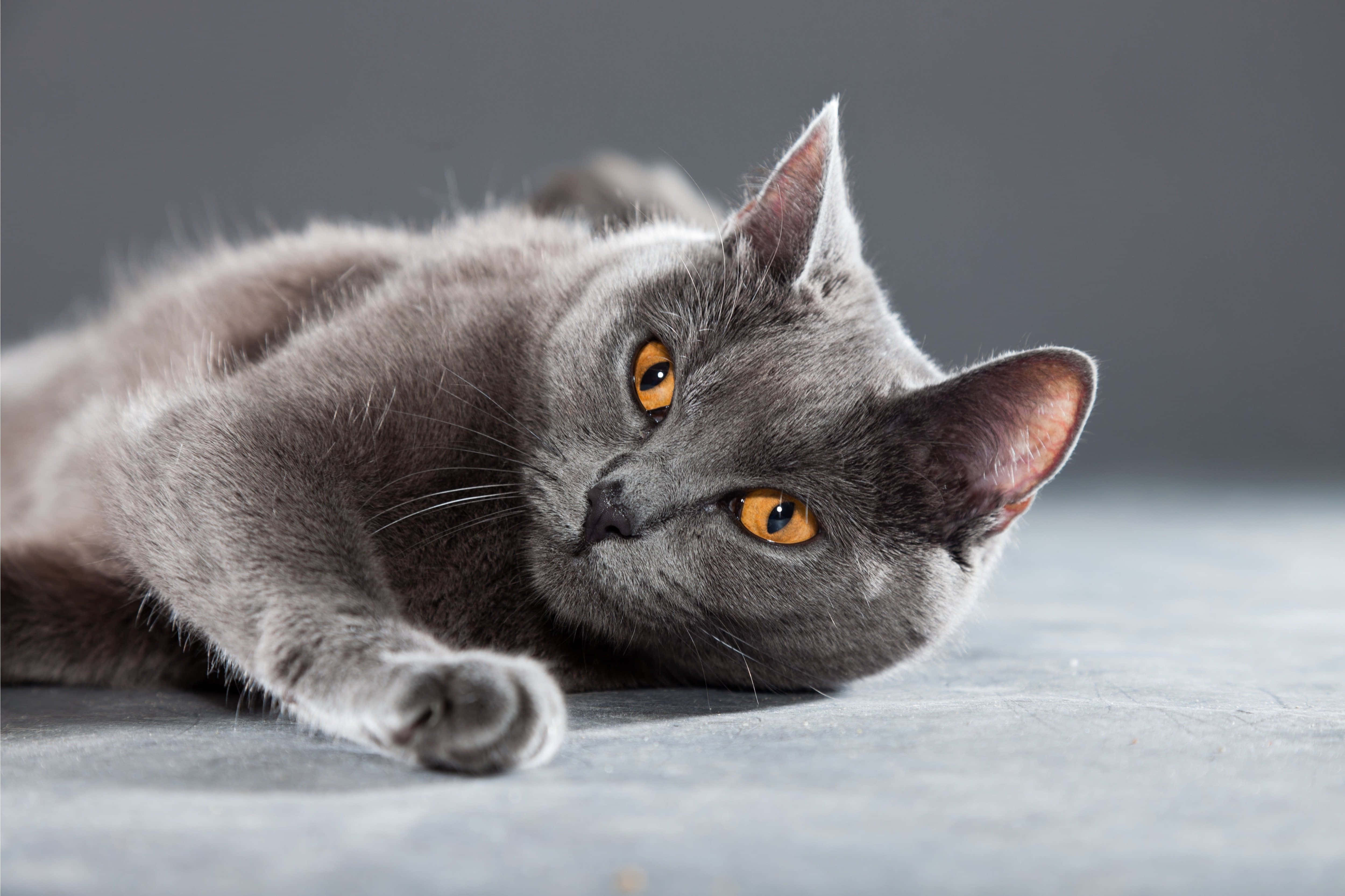 Chartreux 桌布 壁紙 — 一隻線條流暢的灰色貓咪，擁有引人注目的琥珀色眼睛，躺在清涼的灰色表面上，以平靜而好奇的表情專注地凝視。