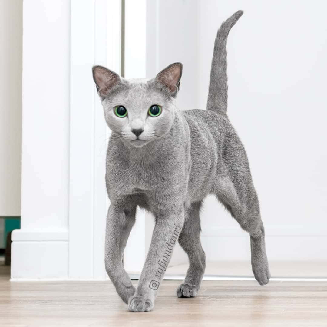 Russian Blue Cat 桌布 壁紙 — 一隻線條流暢的灰色貓咪，擁有引人注目的綠色眼睛，自信地走過淺色木地板，背景是明亮的白色室內牆壁。