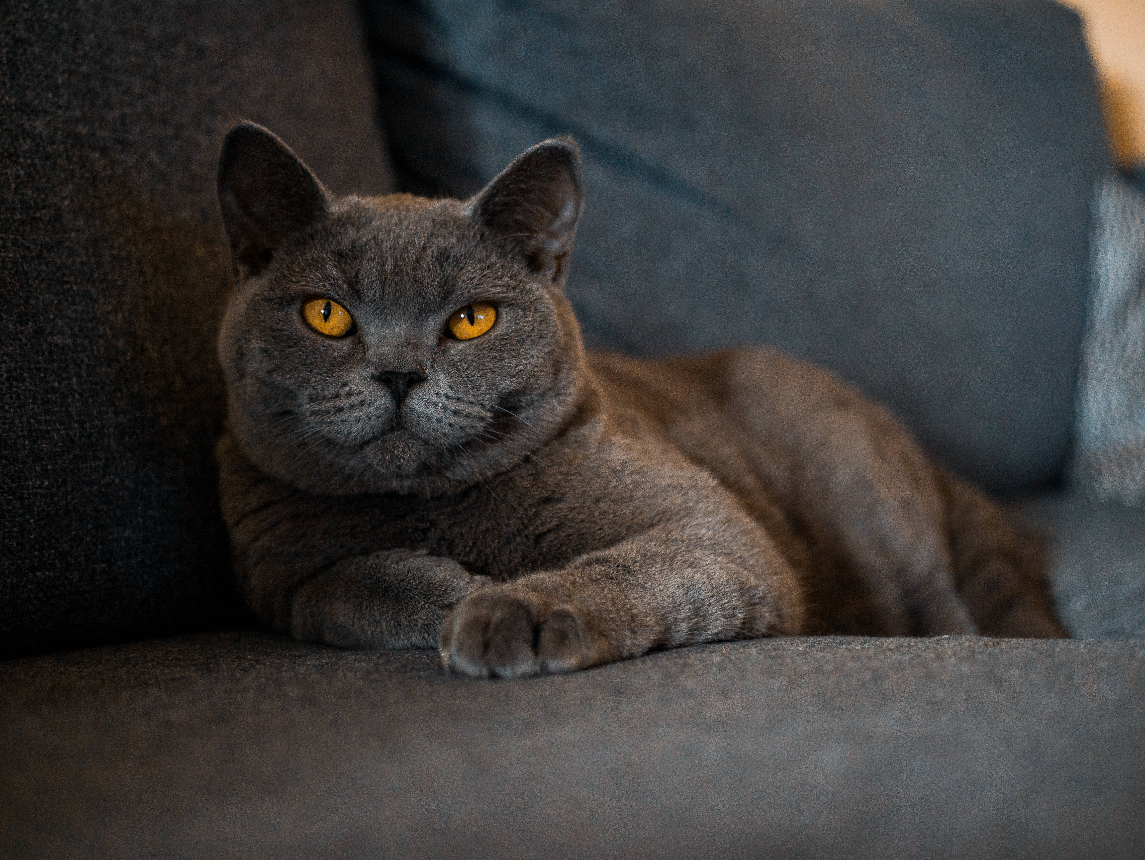 Cute Cat 桌布 壁紙 — 一隻線條流暢的灰色貓咪，擁有引人注目的琥珀色眼睛，威風凜凜地躺在一張深灰色沙發上，專注地凝視前方。
