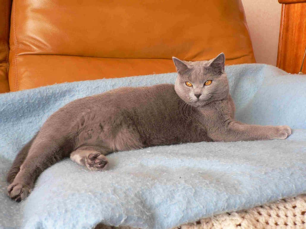 Chartreux 桌布 壁紙 — 一隻線條流暢的灰色貓咪，擁有引人注目的琥珀色眼睛，高貴地躺在一張橙色皮革沙發上的柔軟藍色毯子上。