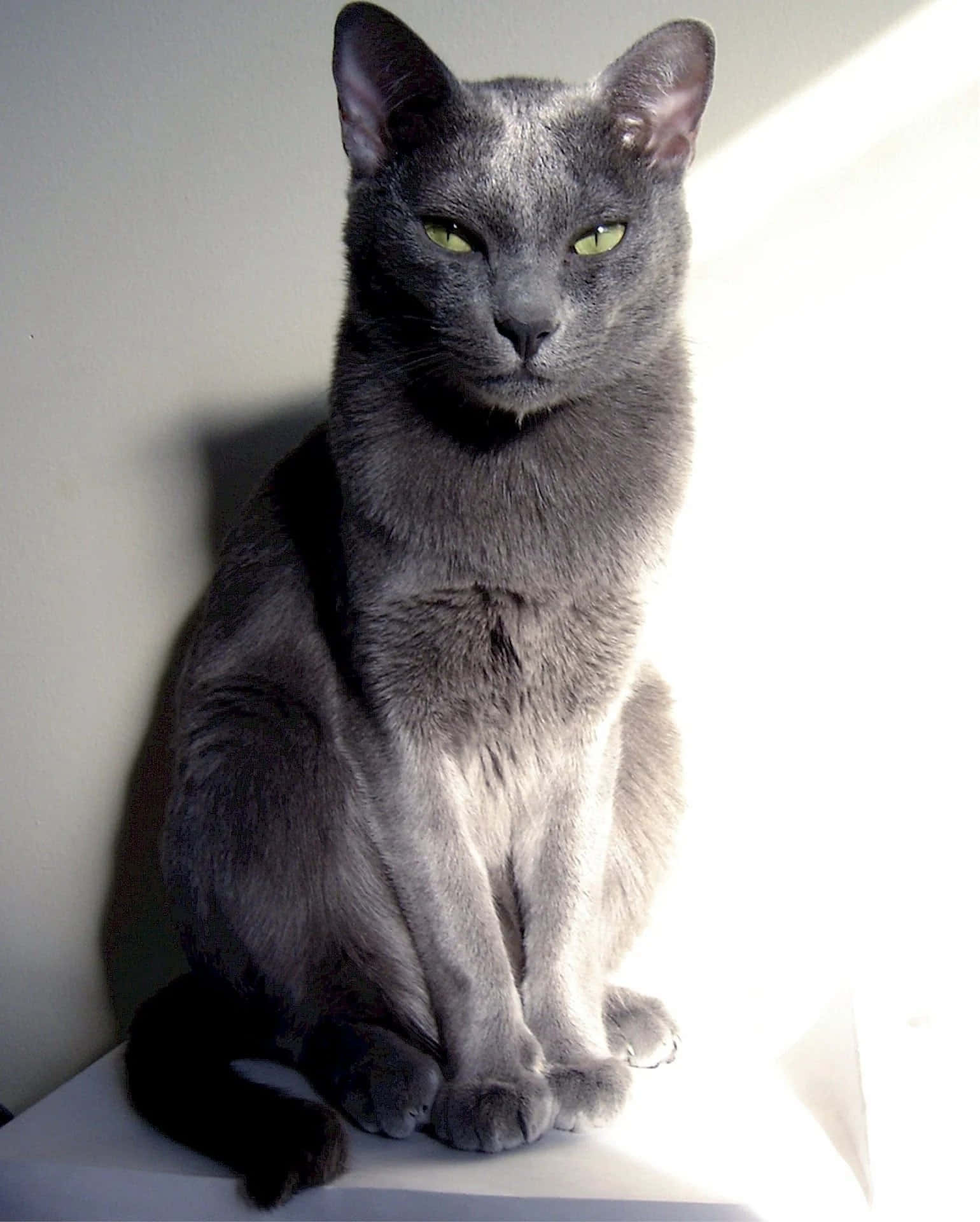 grey cat 桌布 壁紙 — 一隻線條流暢的灰色貓咪，擁有引人注目的綠色眼睛，在柔和光線下靜坐在素牆前。