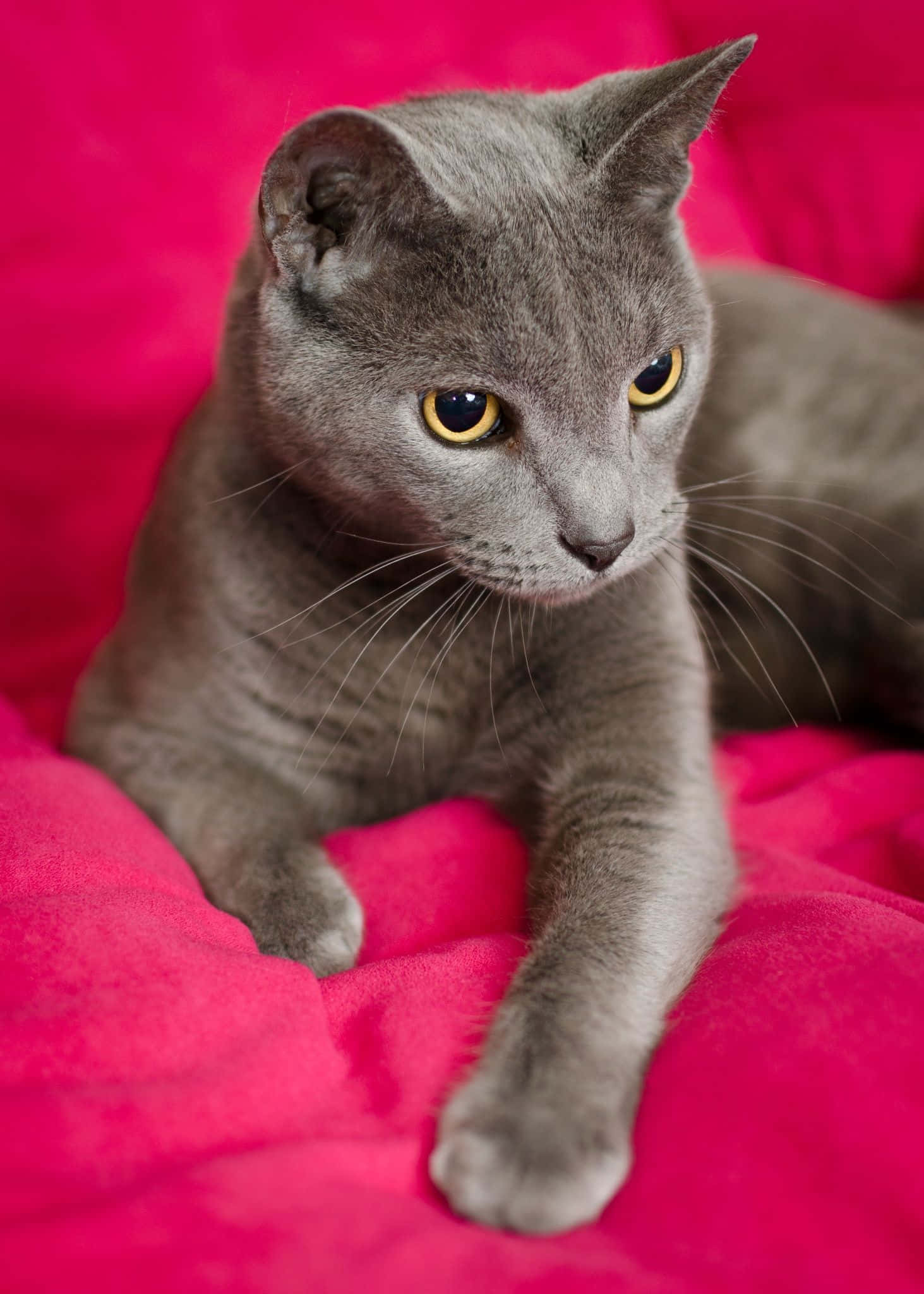 grey cat 桌布 壁紙 — 一隻線條流暢的灰色貓咪，擁有引人注目的黃色眼睛，高貴地躺在一張鮮豔的粉紅色毯子上。