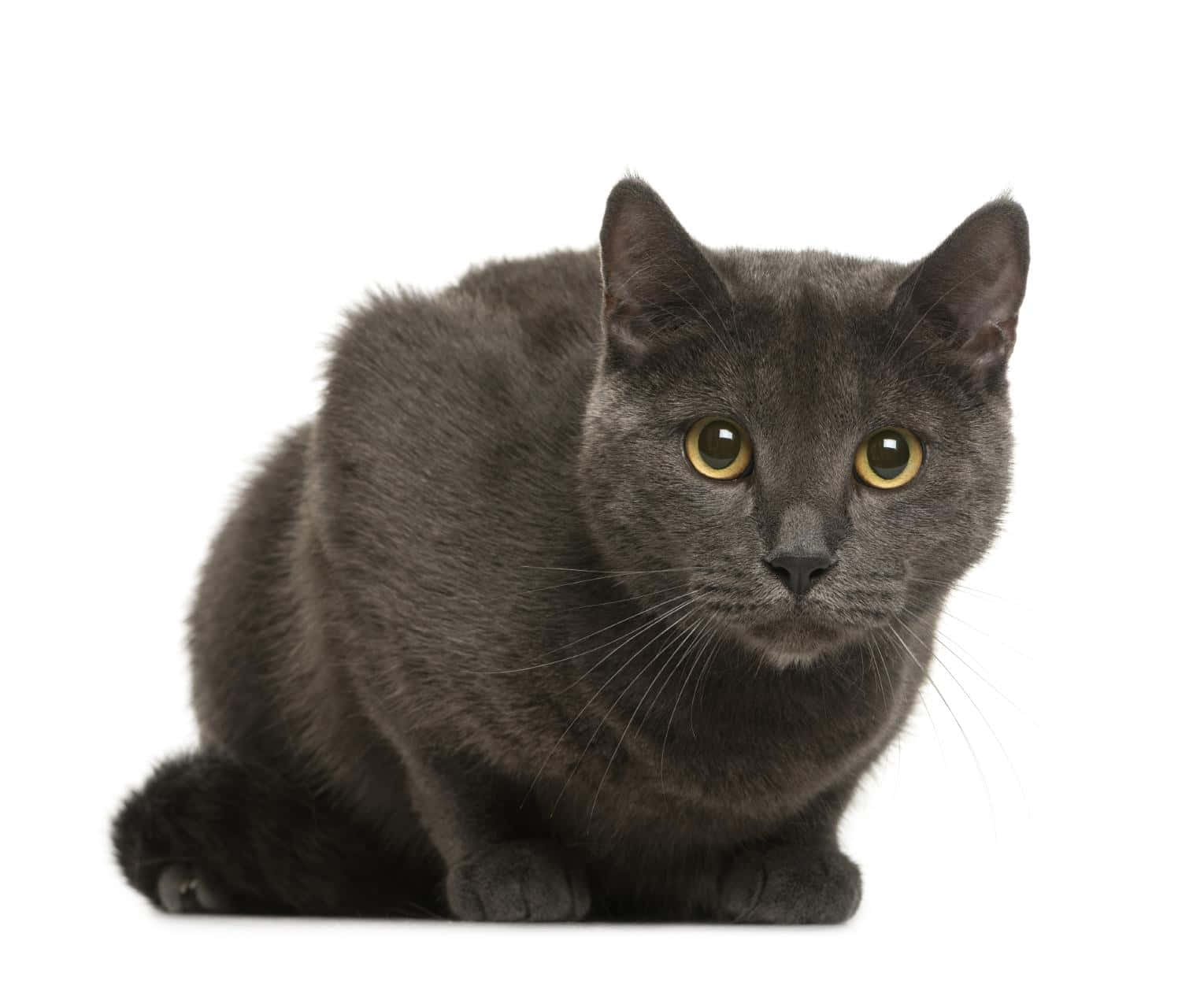 Chartreux 桌布 壁紙 — 一隻線條流暢的灰色貓咪，擁有引人注目的黃色眼睛，在純白背景前擺出姿勢。