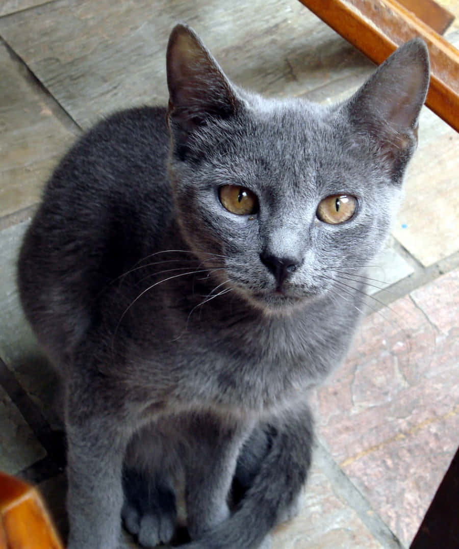 grey cat 桌布 壁紙 — 一隻線條流暢的灰色貓咪，擁有引人注目的琥珀色眼睛，專注地坐在磁磚地板上，直視鏡頭。