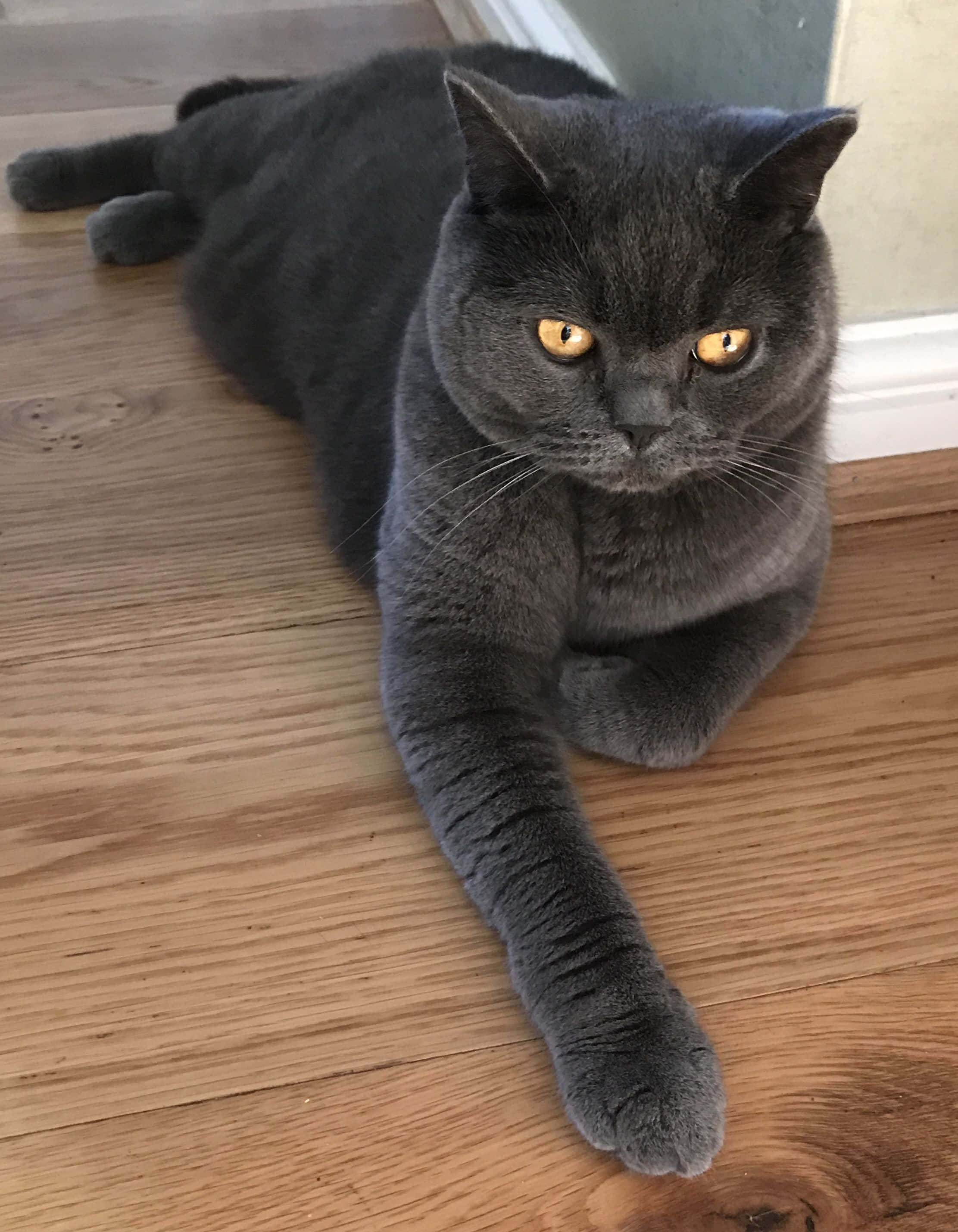 grey cat 桌布 壁紙 — 一隻線條流暢的灰色貓咪，擁有引人注目的琥珀色眼睛，威風凜凜地躺在溫暖的木地板上，專注地凝視著鏡頭。