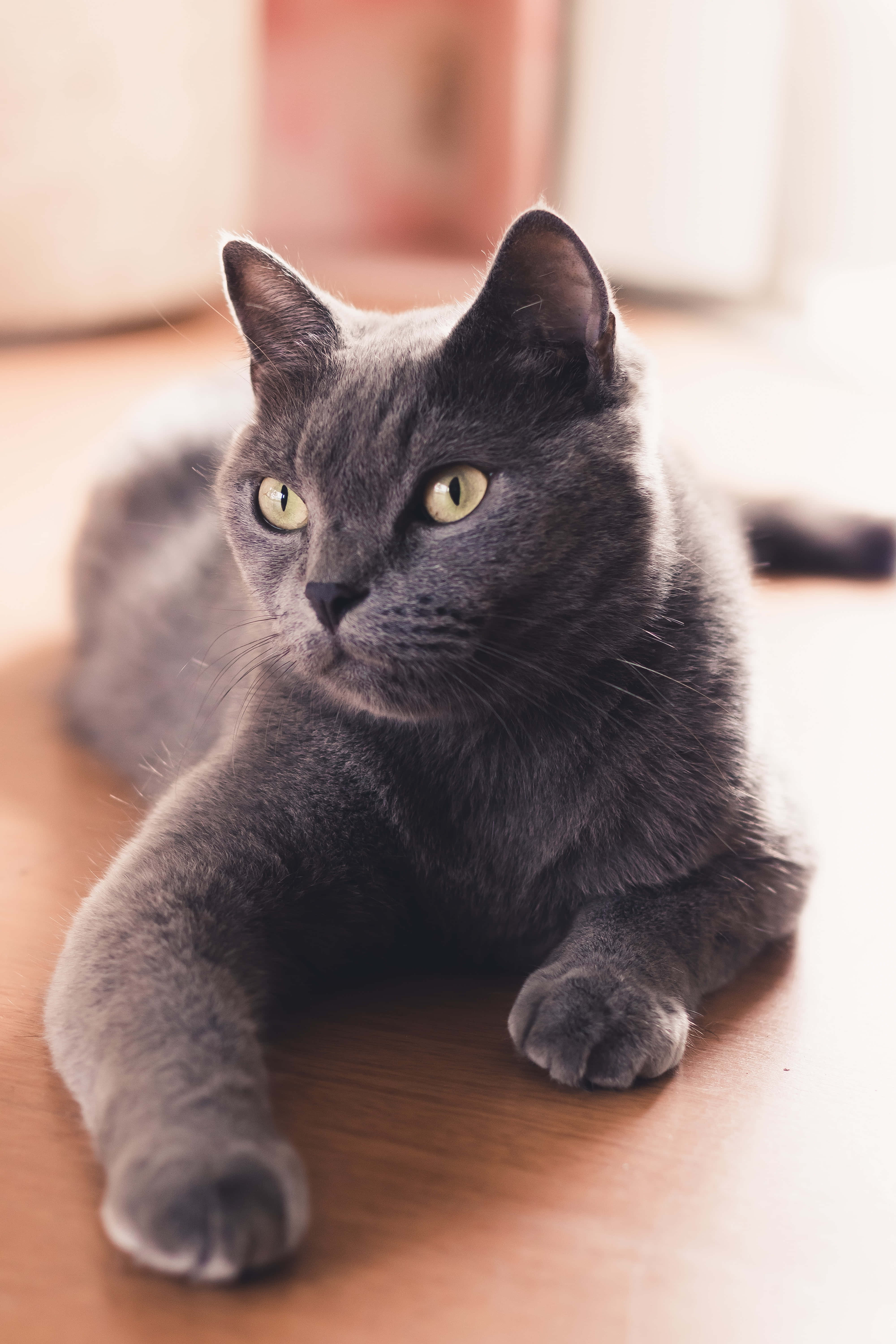 Russian Blue Cat 桌布 壁紙 — 一隻線條流暢的灰色貓咪，擁有引人注目的綠色眼睛，在溫暖的木地板上沐浴著柔和自然光，如王者般悠然躺臥。