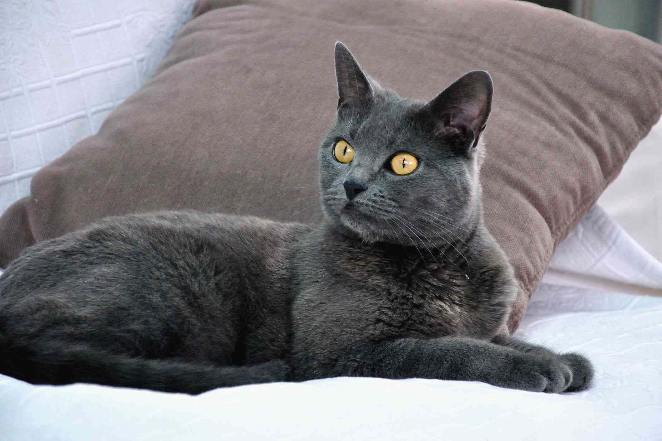 Chartreux 桌布 壁紙 — 一隻線條流暢的灰色貓咪，擁有引人注目的黃色眼睛，高貴地躺在一張白色床上，旁邊有一個棕色枕頭。