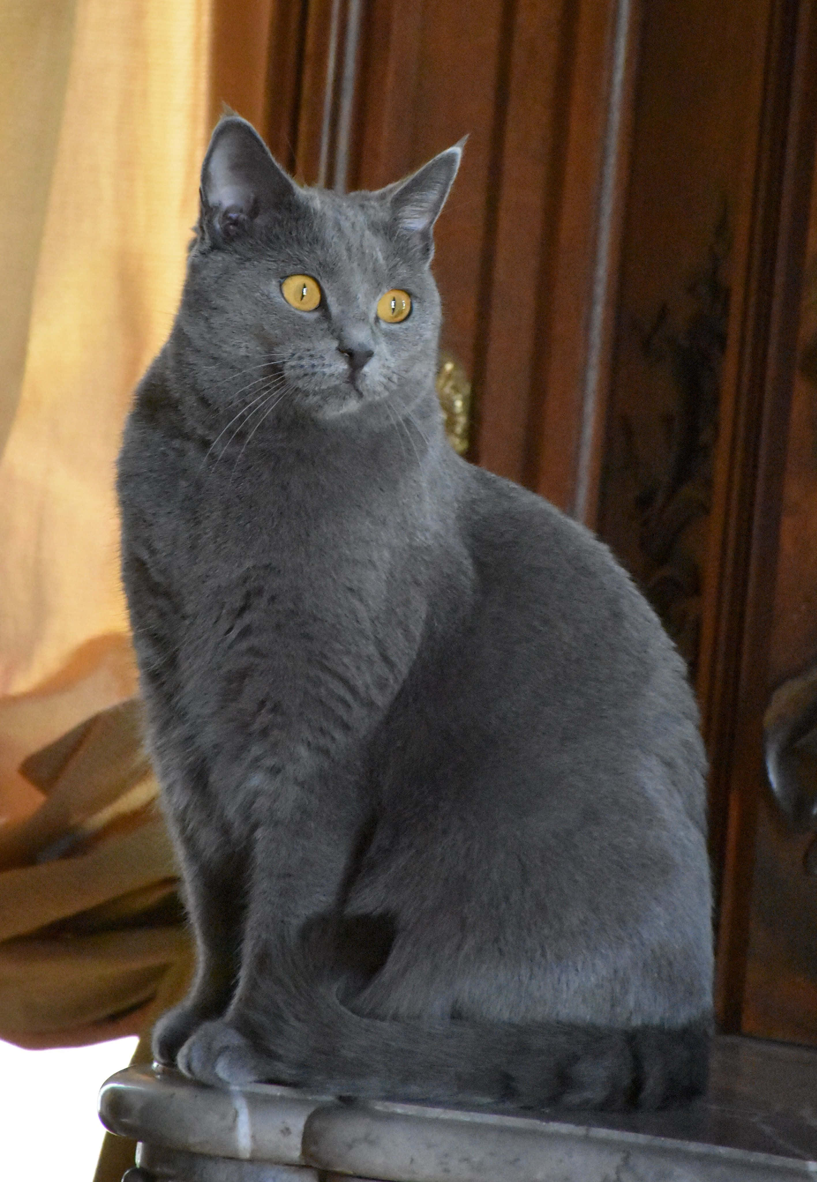 Chartreux 桌布 壁紙 — 一隻線條流暢的灰色貓咪，擁有引人注目的黃色眼睛，端坐在石頭窗台上，背景是溫暖的木質鑲板和垂墜窗簾。