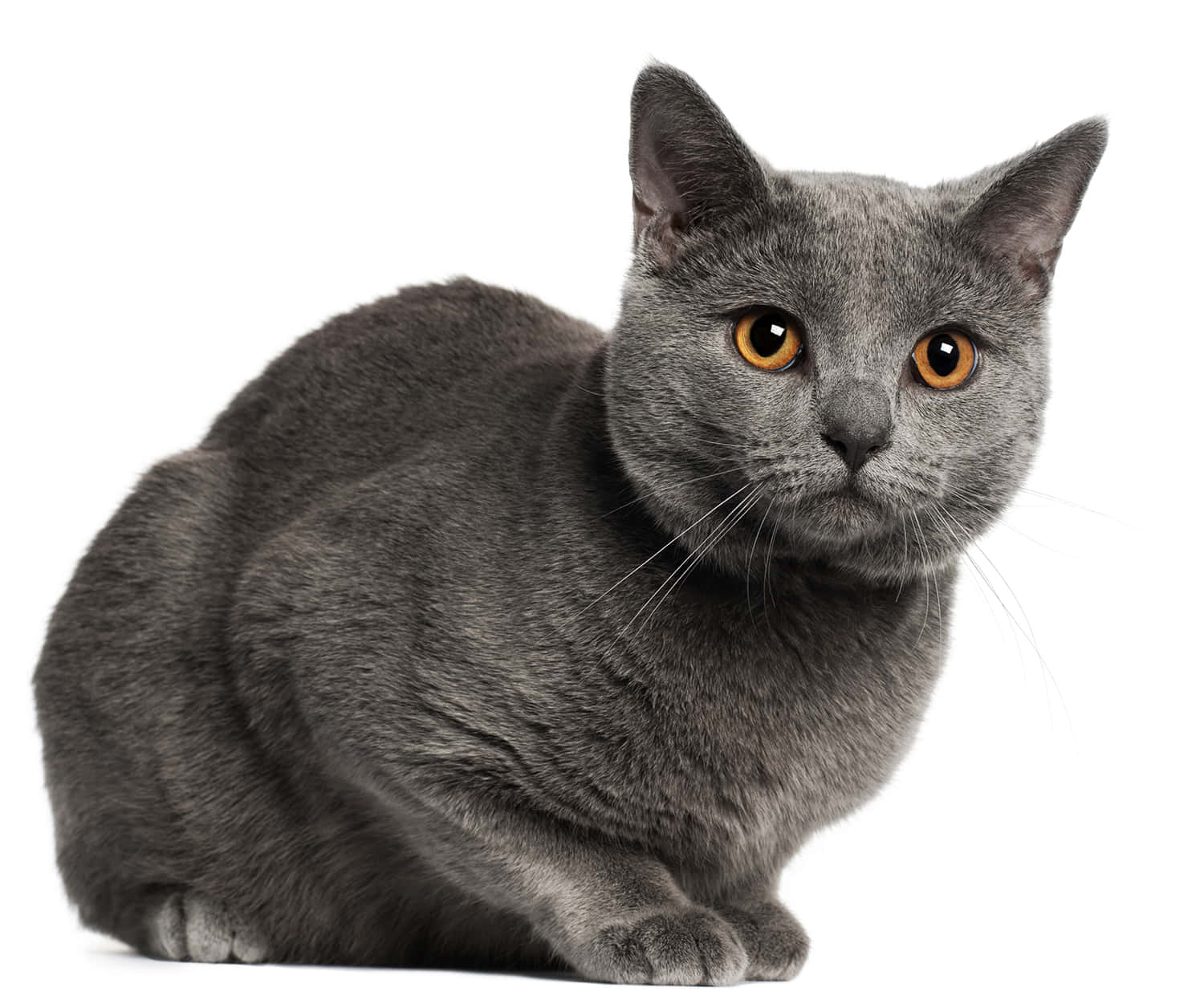 Chartreux 桌布 壁紙 — 一隻線條流暢的灰色貓咪，有著引人注目的琥珀色眼睛，在純白背景前擺出姿勢坐著。