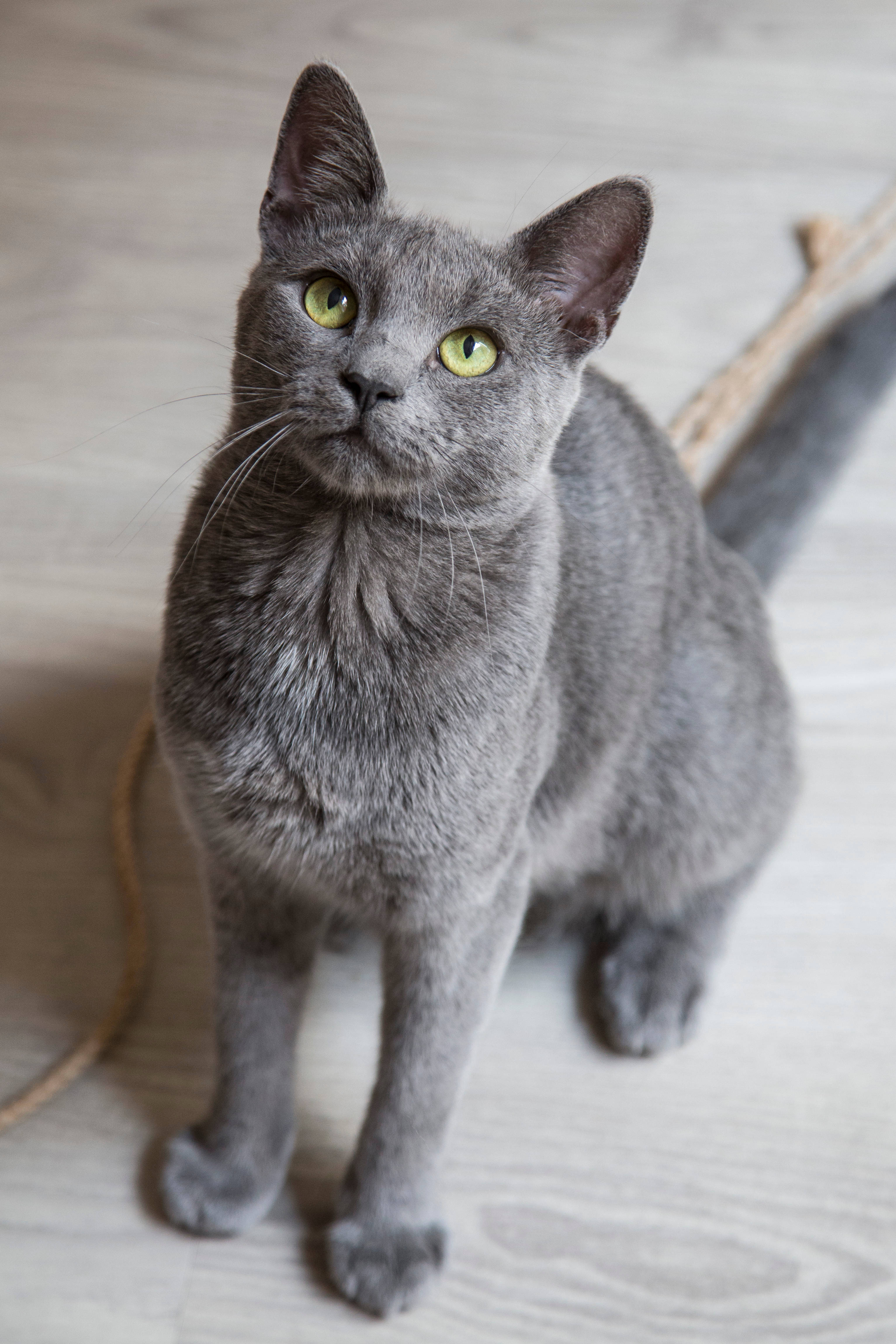 Cat Typing 桌布 壁紙 — 一隻線條流暢的灰色貓咪，有著引人注目的黃色眼睛，警覺地坐在淺色木地板上，好奇地向上凝視。