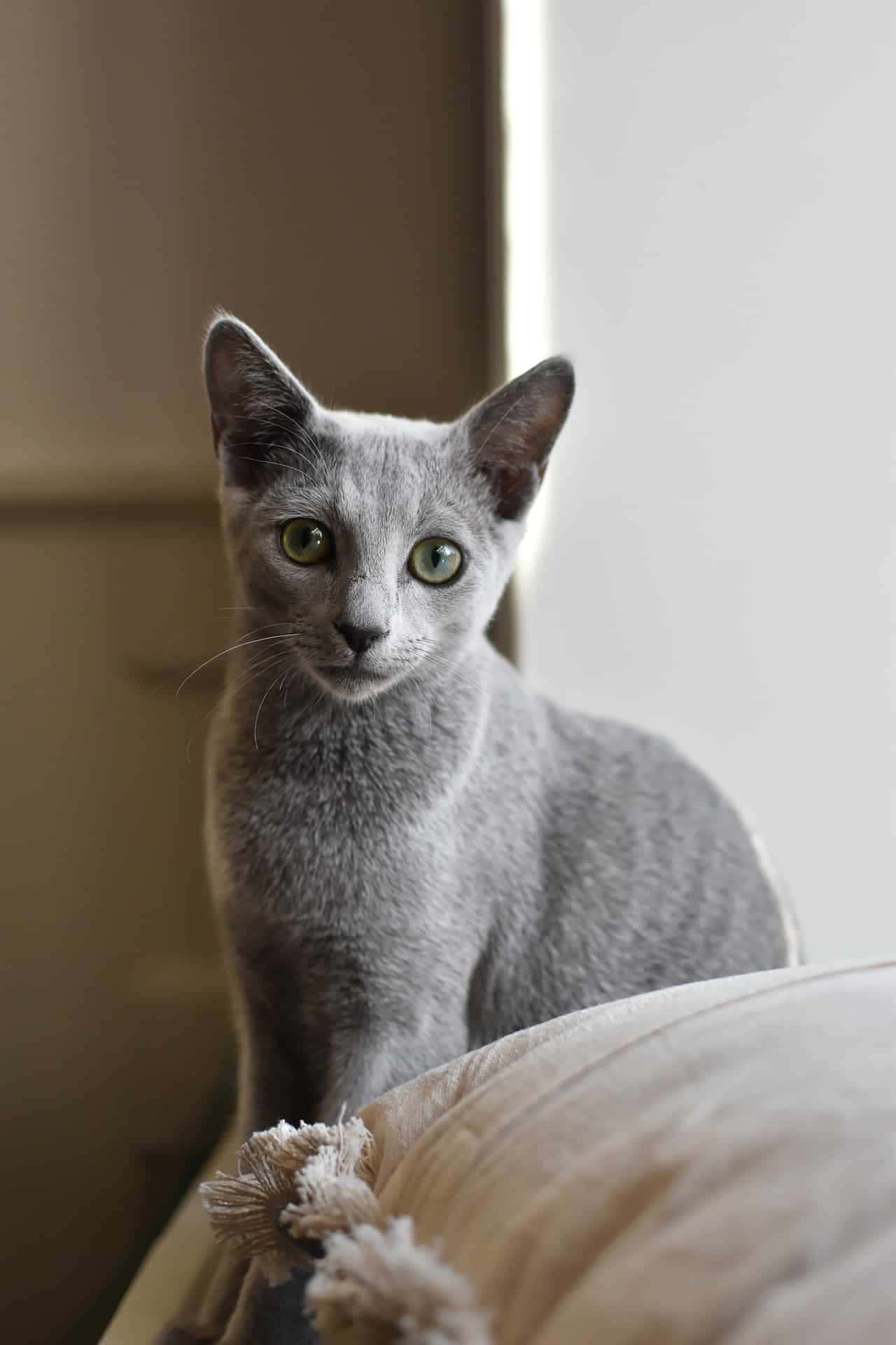 Russian Blue Cat 桌布 壁紙 — 一隻線條流暢的灰色貓咪，有著引人注目的綠色眼睛，警覺地坐在柔軟的米色靠墊上，在溫暖照明的室內環境中直視鏡頭。