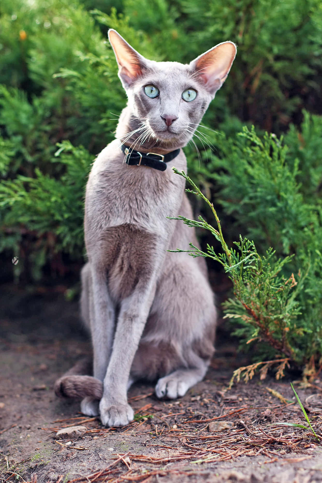 Oriental Shorthair 桌布 壁紙 — 一隻線條流暢的灰色貓咪，有著引人注目的藍色眼睛，警覺地坐在泥土上，周圍是綠色的常綠樹葉。