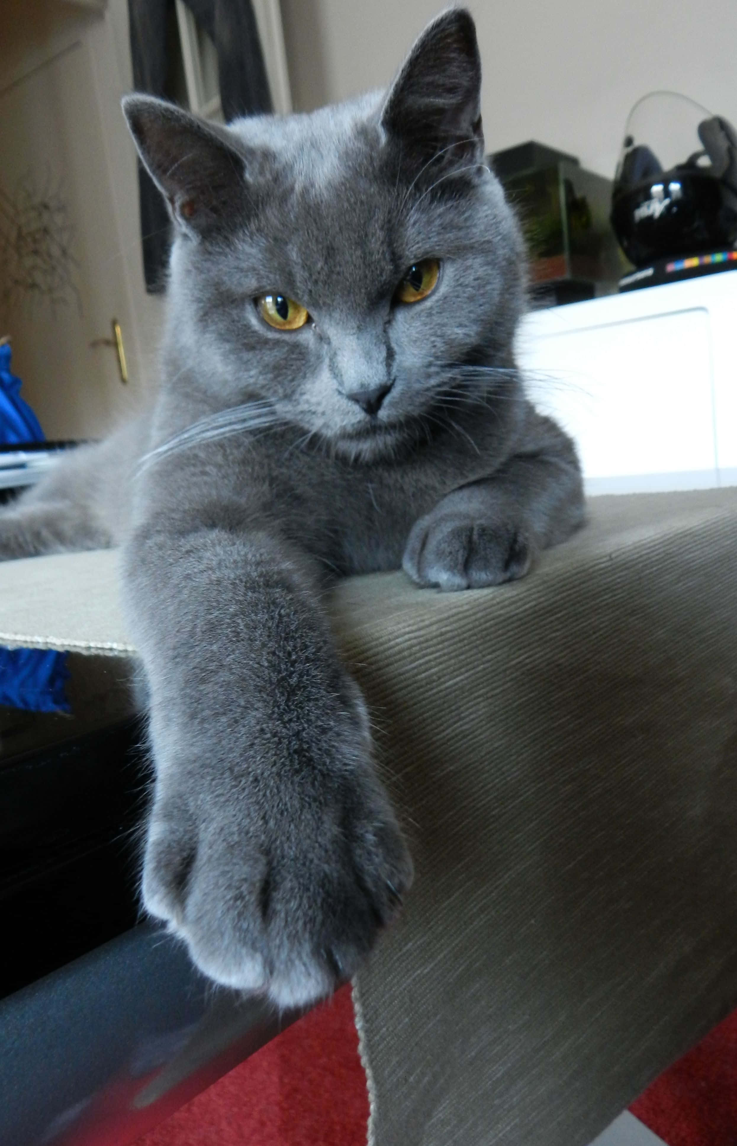 Chartreux 桌布 壁紙 — 一隻線條流暢的灰色貓咪，有著引人注目的黃色眼睛，威風凜凜地躺在有紋理的表面上，一隻爪子垂下來。